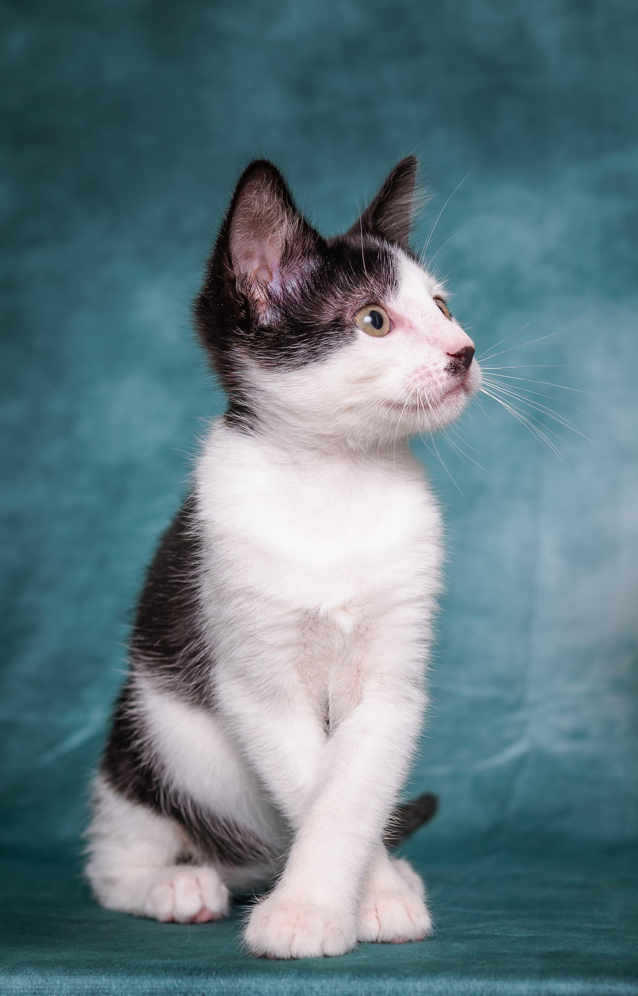 Enlarge Shasta, a ADOPTABLE Domestic Short Hair in Houston, TX image 5/6