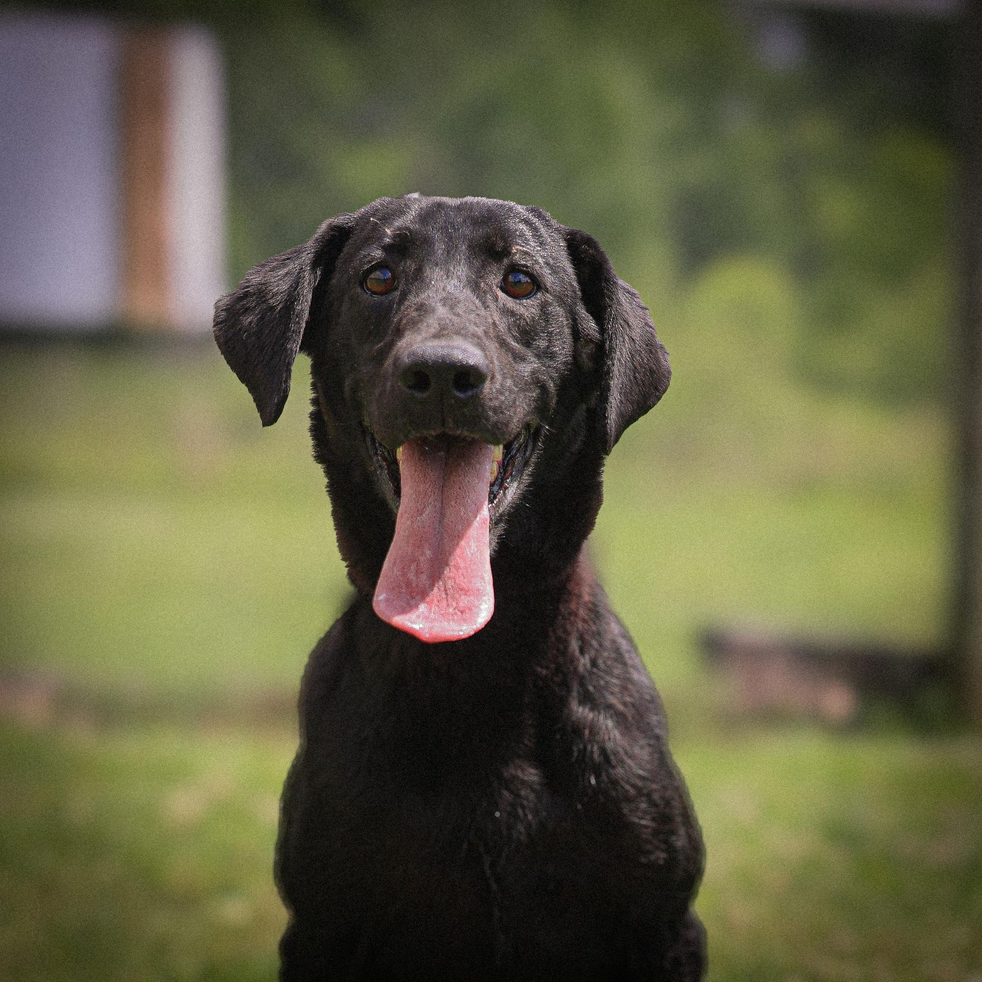 Jill, Adopted, Young Female Black Labrador Retriever & Hound.