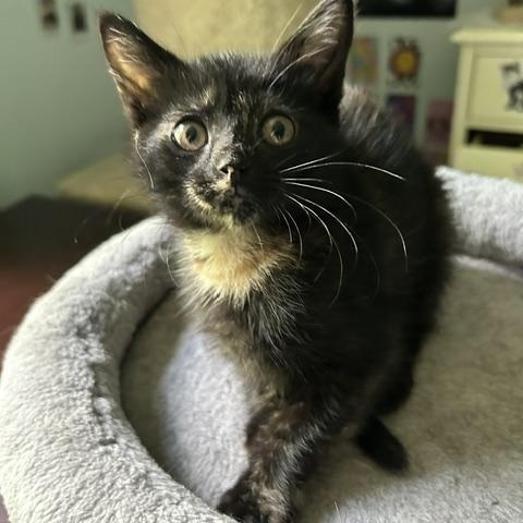Enlarge Kirby, a ADOPTABLE Domestic Short Hair in Reynoldsburg, OH image 2/2