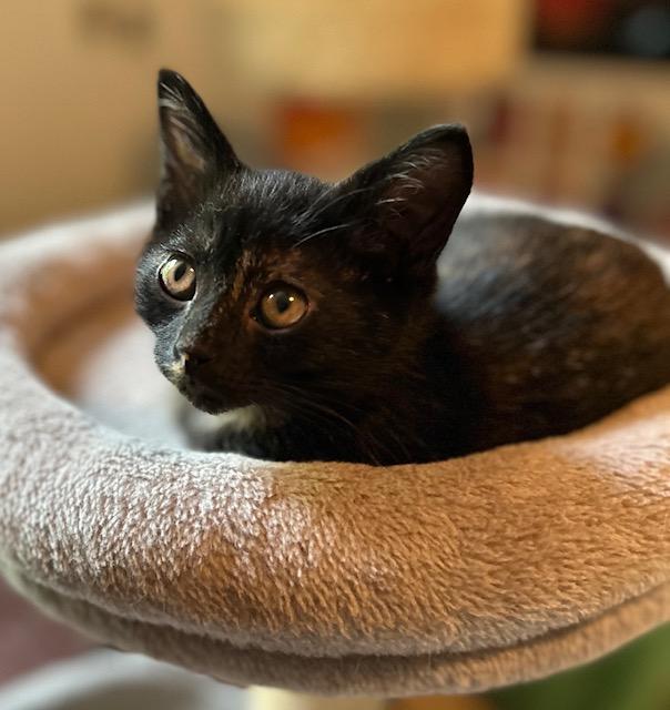 Kirby, ADOPTABLE, Kitten Female Domestic Short Hair.