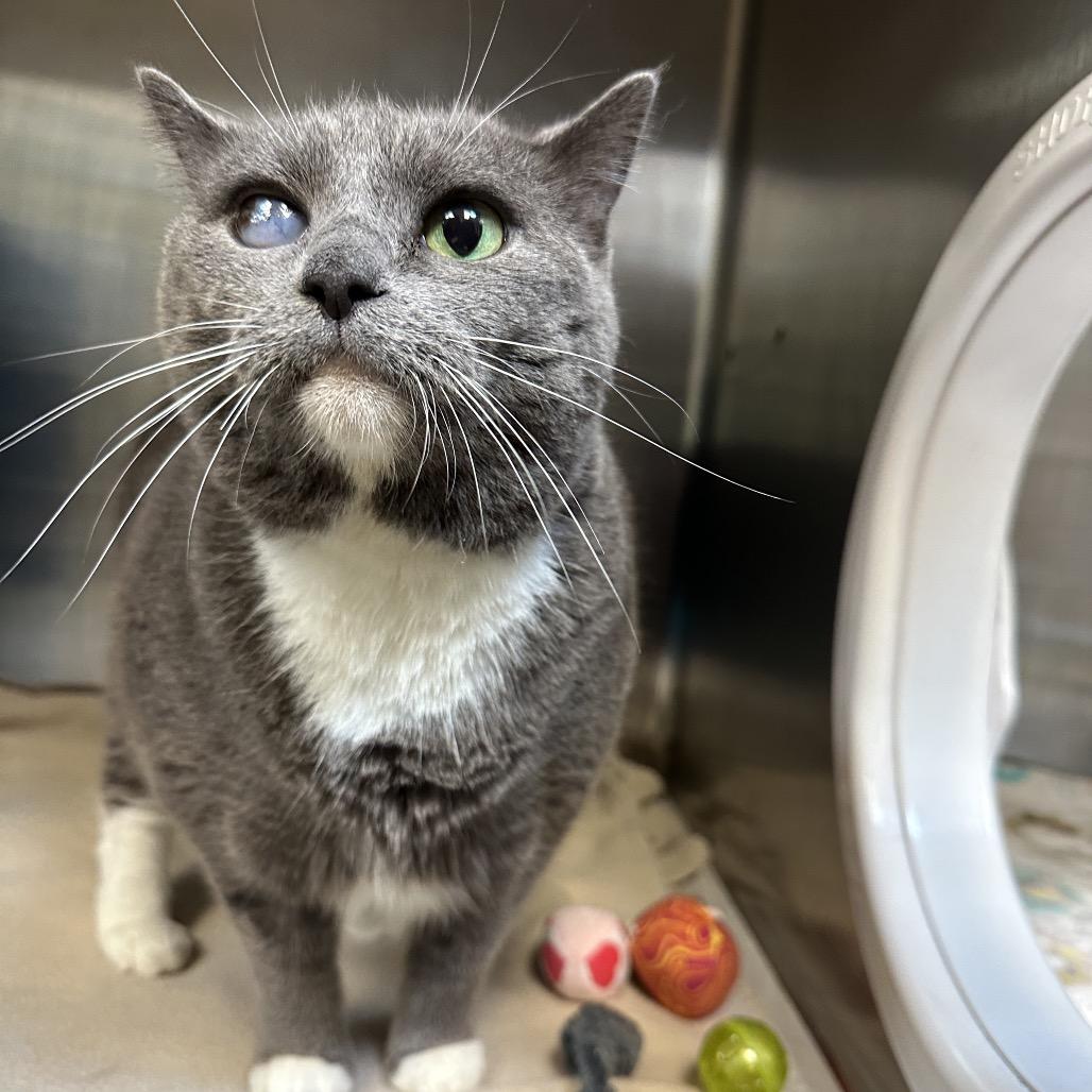 Lily, Adoptable, Senior Female Domestic Short Hair.