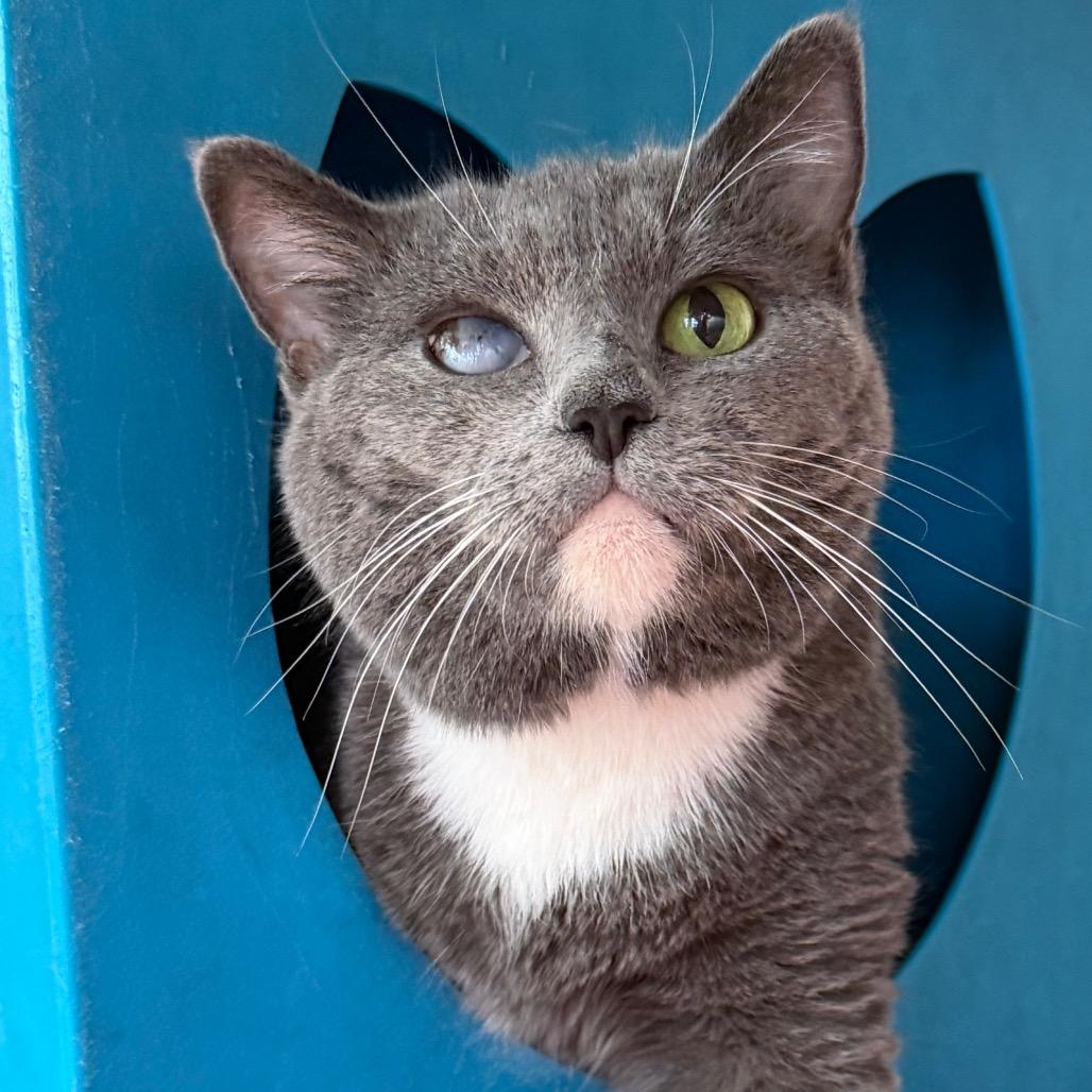 Enlarge Lily, a Adoptable Domestic Short Hair in Waukesha, WI image 2/2