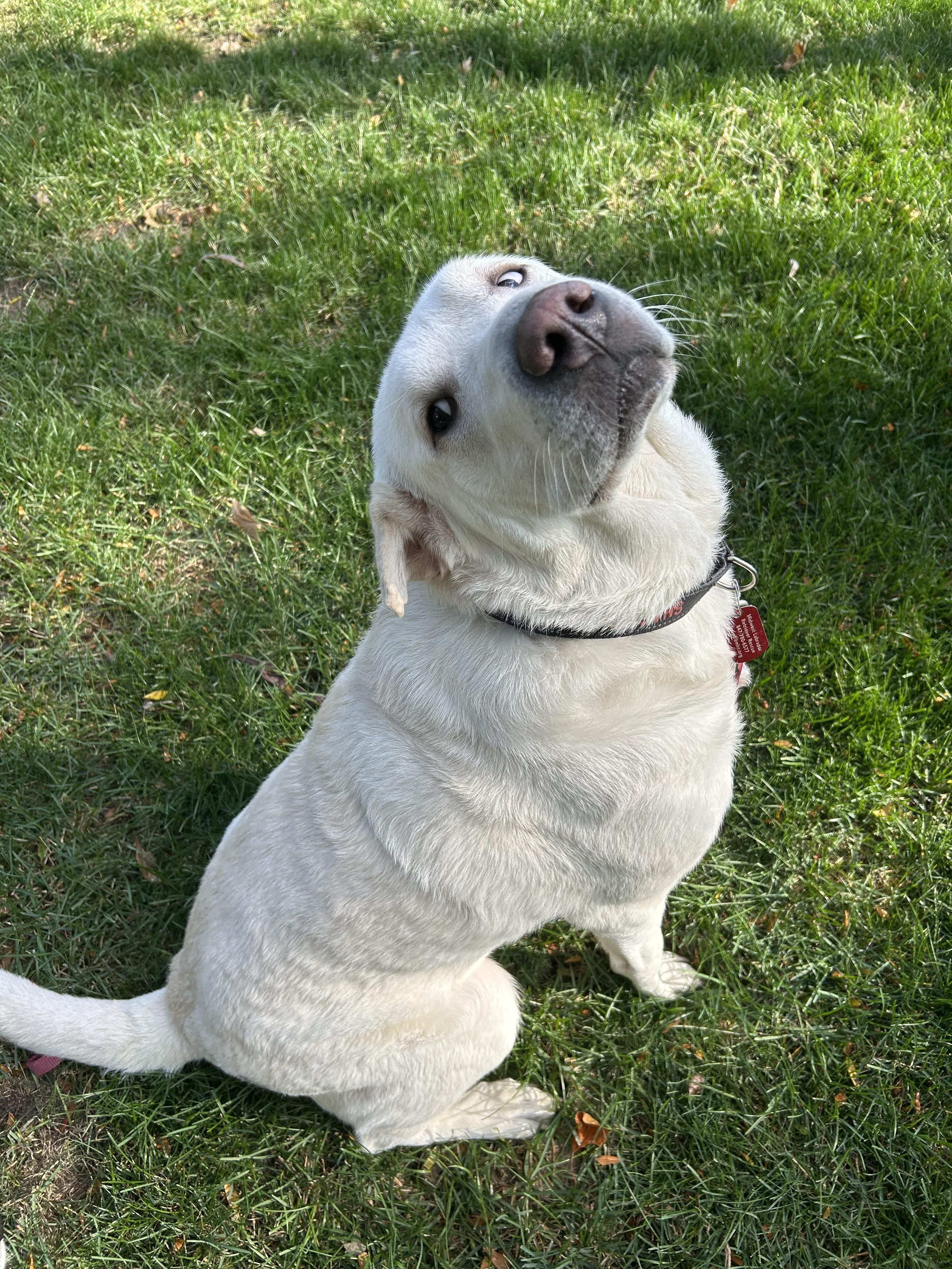 Enlarge Daizy, a Adoptable mixed breed in Lombard, IL image 4/4
