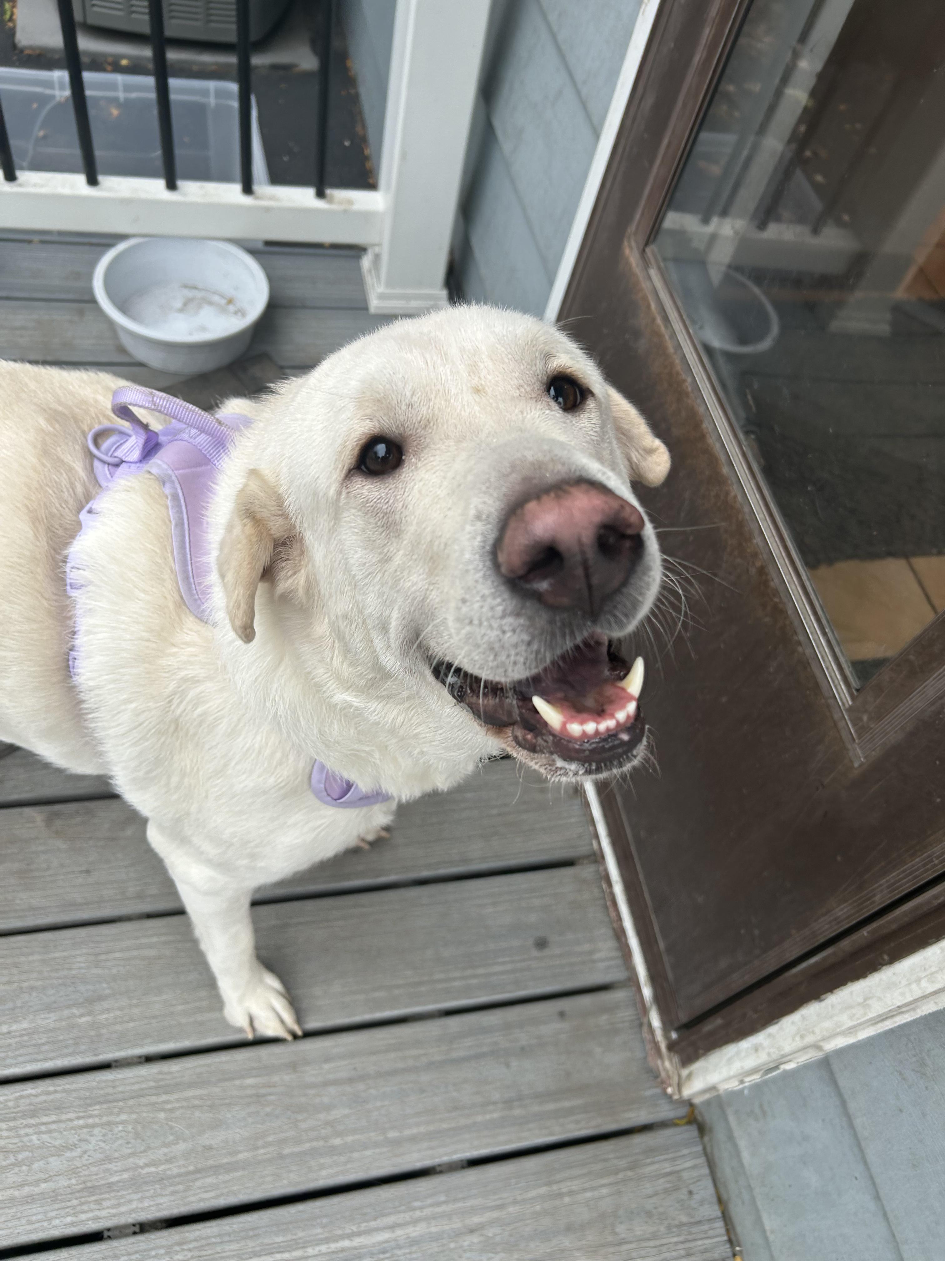 Enlarge Daizy, a Adoptable mixed breed in Lombard, IL image 3/4