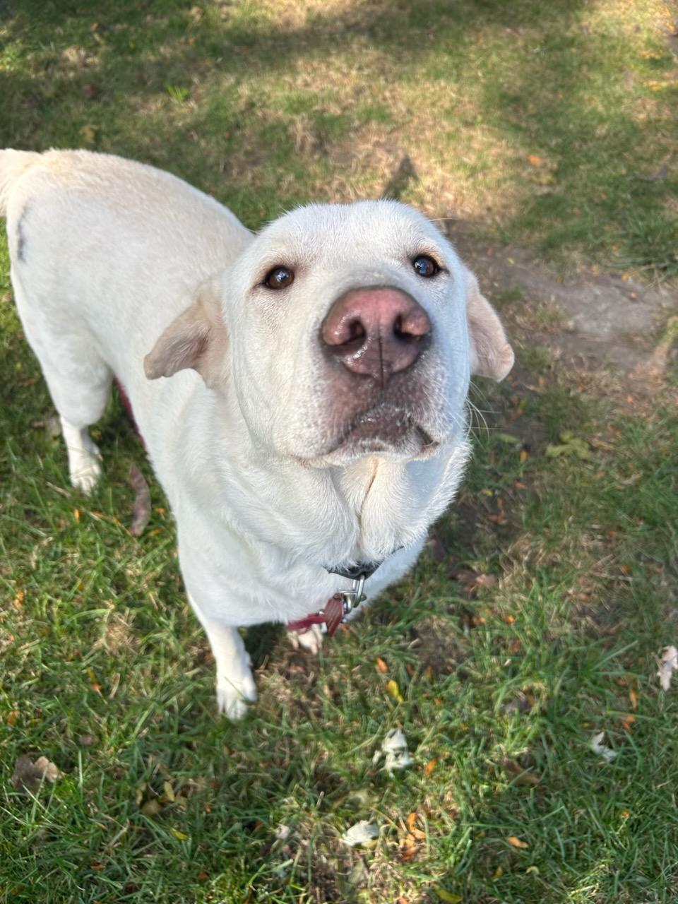 Daizy, Adoptable, Young Female Labrador Retriever & Shar-Pei.