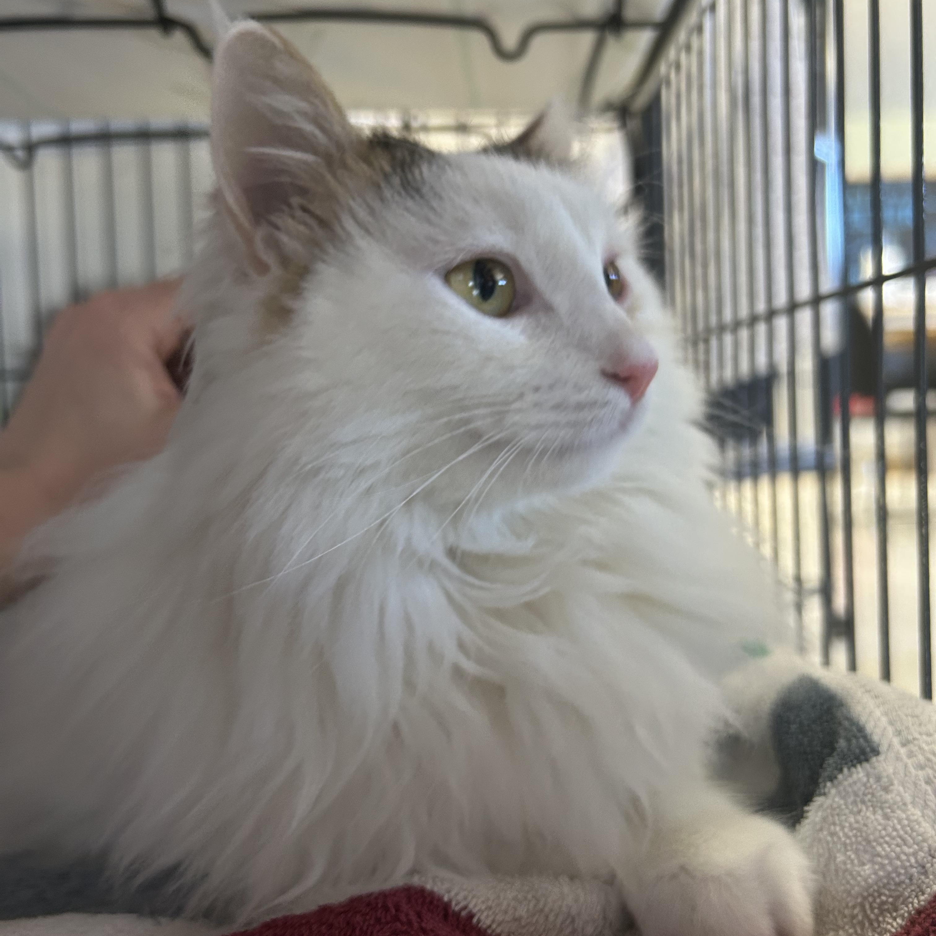 Sprite, adoptable, Young Female Domestic Long Hair.