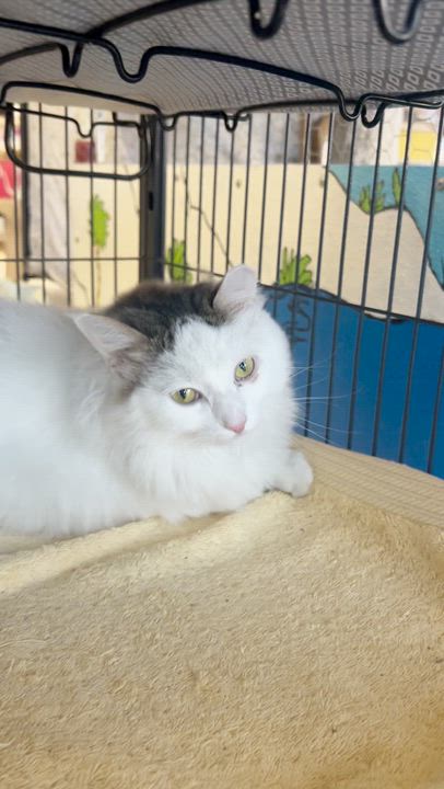 Enlarge Sprite, an adoptable Domestic Long Hair in St. Louis, MO video 3/4