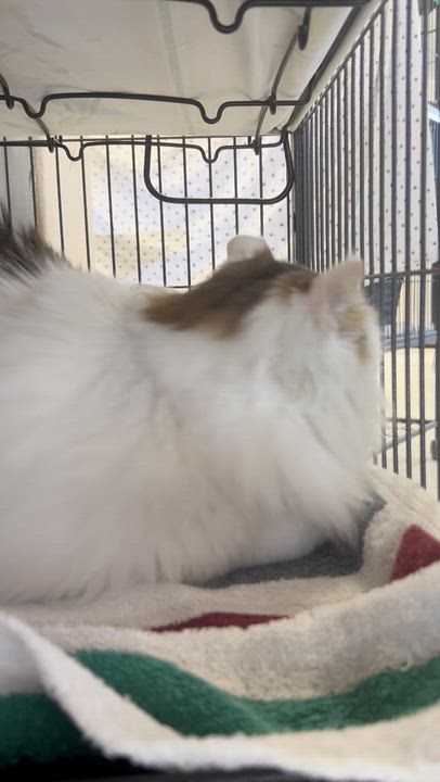 Enlarge Sprite, an adoptable Domestic Long Hair in St. Louis, MO video 4/4