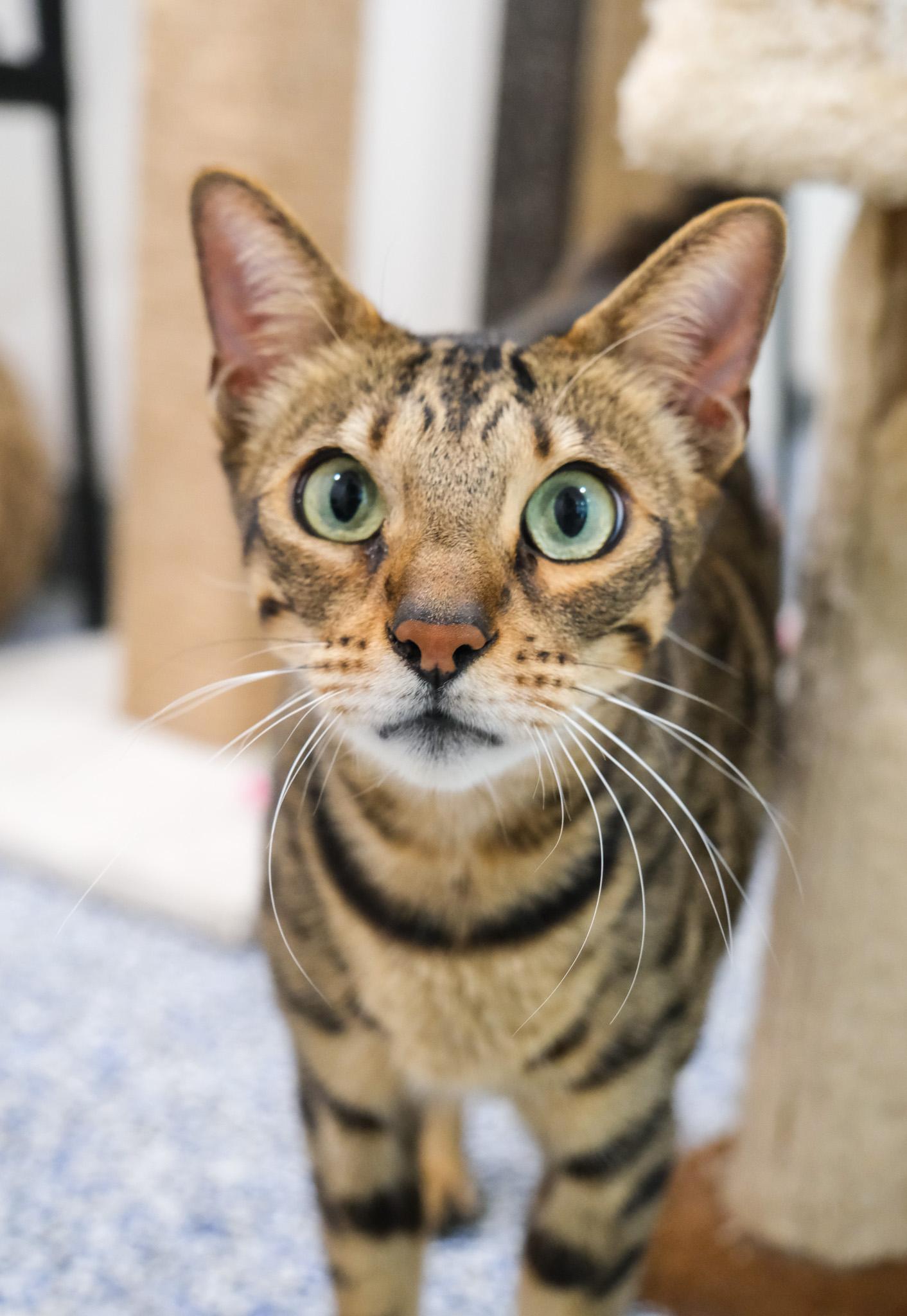Enlarge Mochi, a Adoptable Bengal in Newport Beach, CA image 2/2