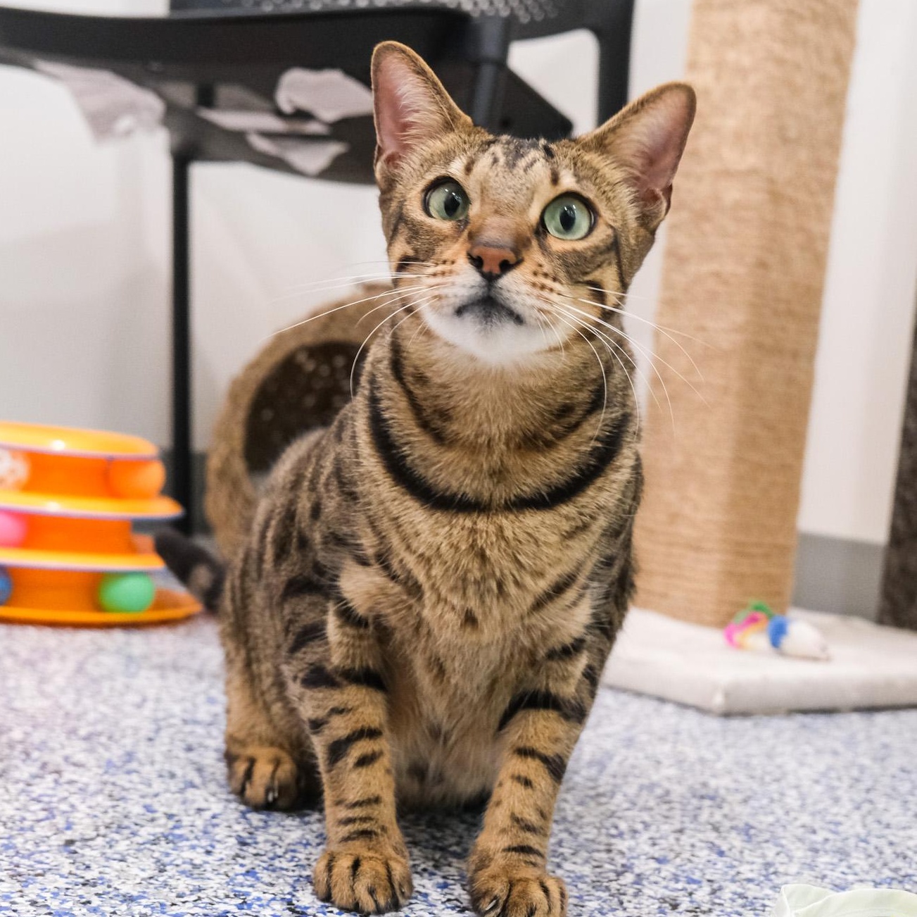 Mochi, Adoptable, Adult Female Bengal.