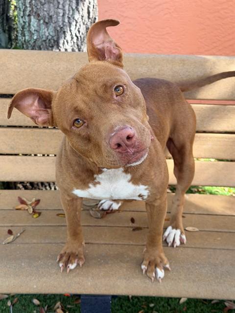 MANGO, Adoptable, Young Female Pit Bull Terrier.