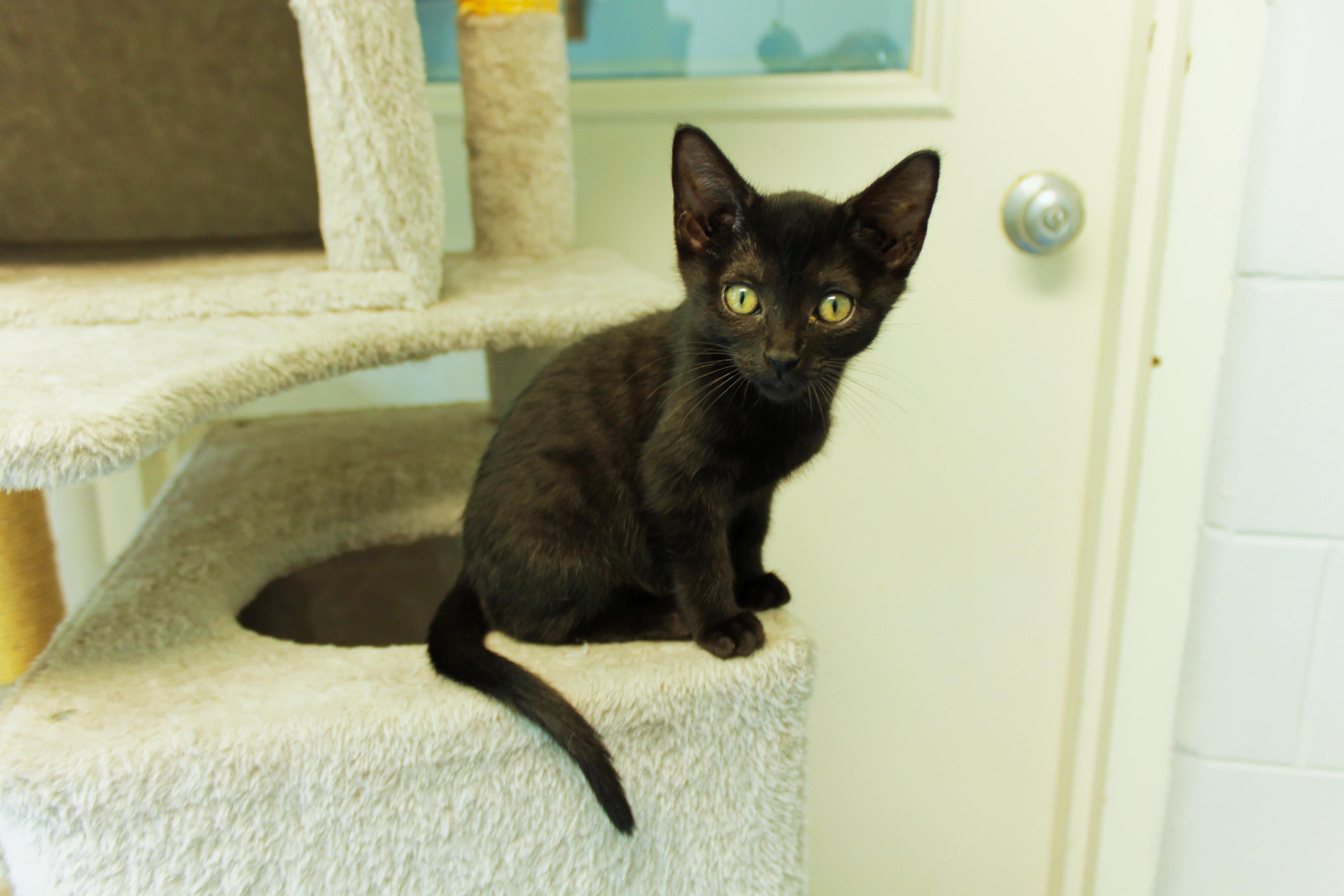 Sid, a Adoptable mixed breed in Urbana, OH image 1/6