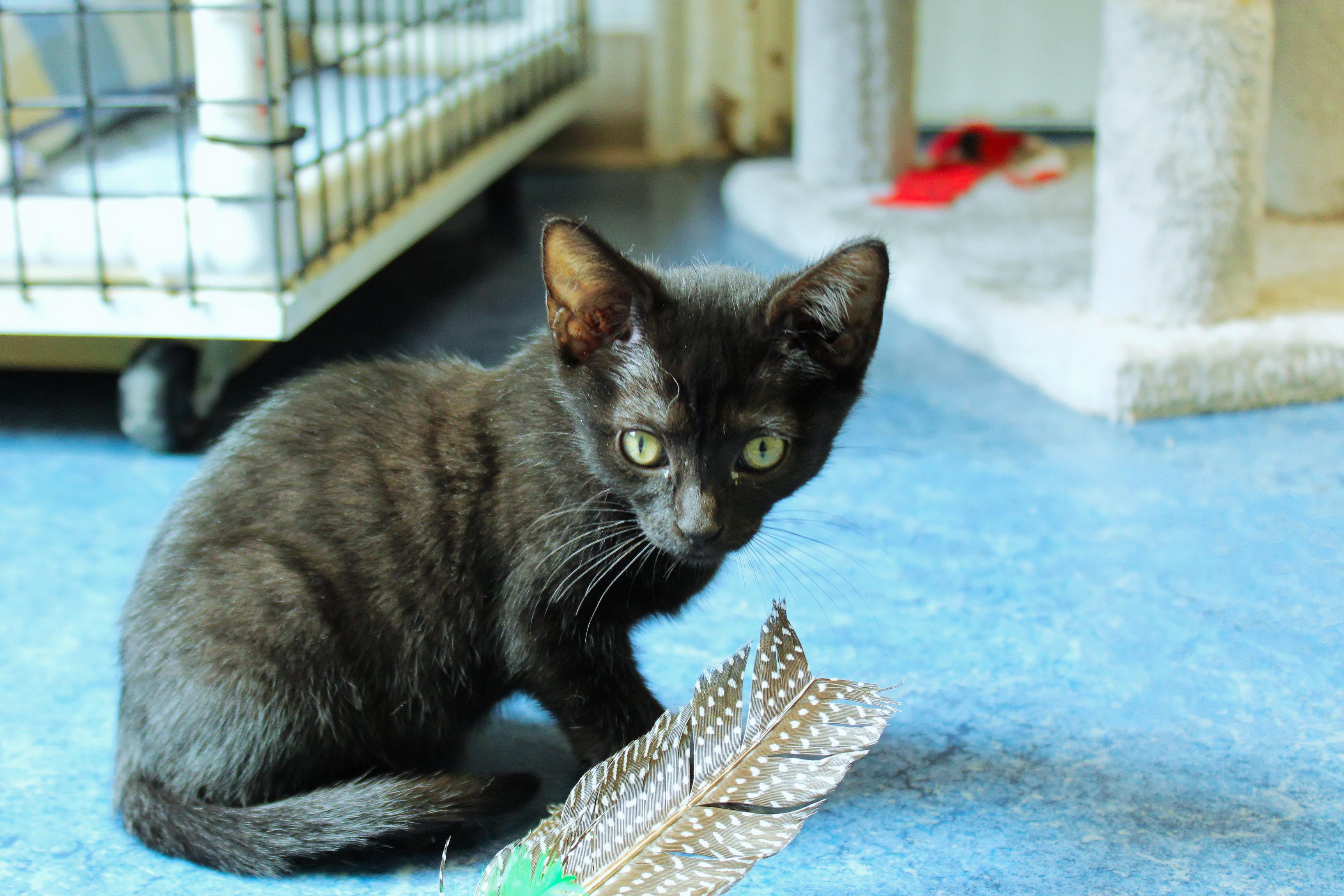 Sid, a Adoptable mixed breed in Urbana, OH image 4/6