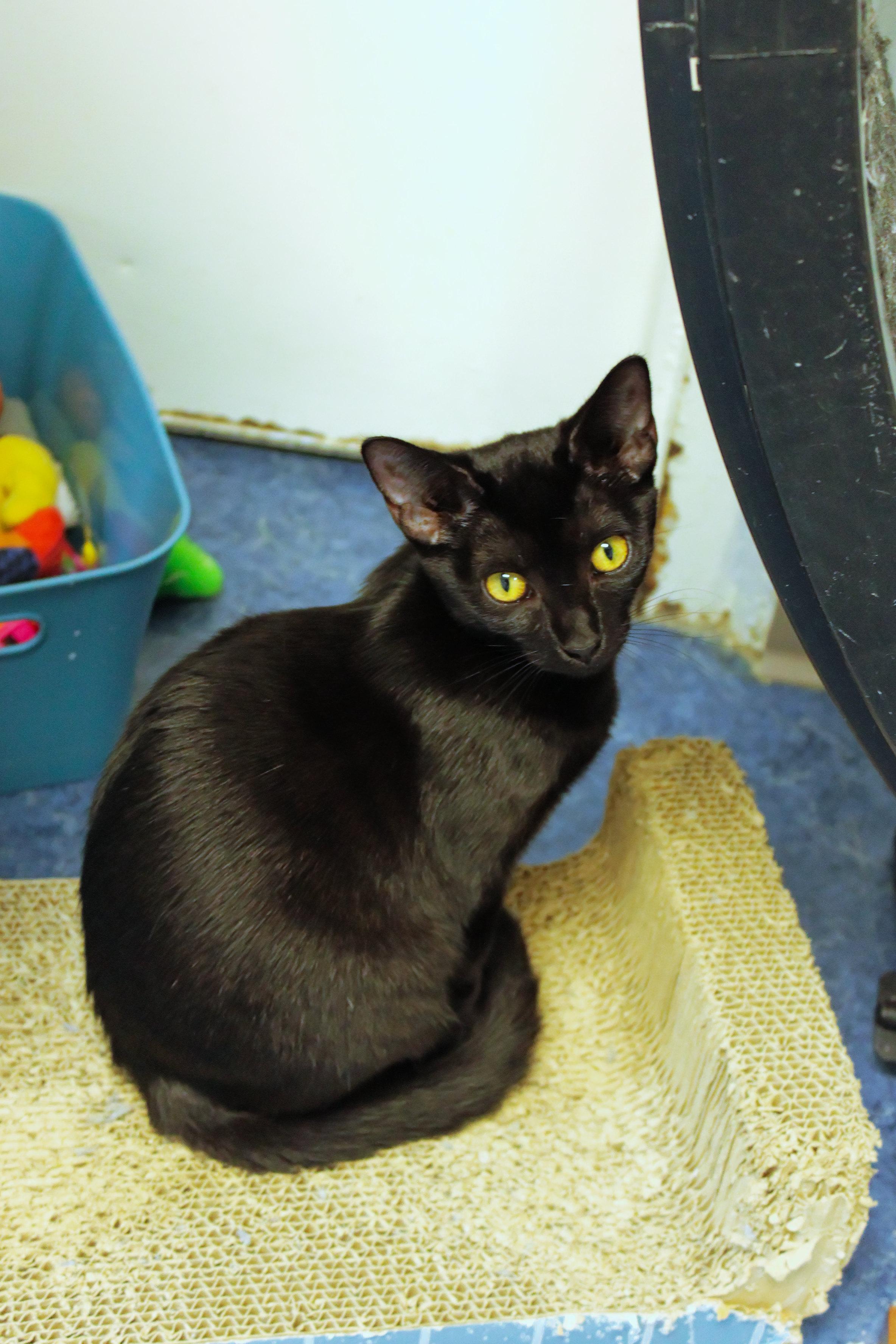 Sid, Adoptable, Kitten Female Bombay & Domestic Short Hair.