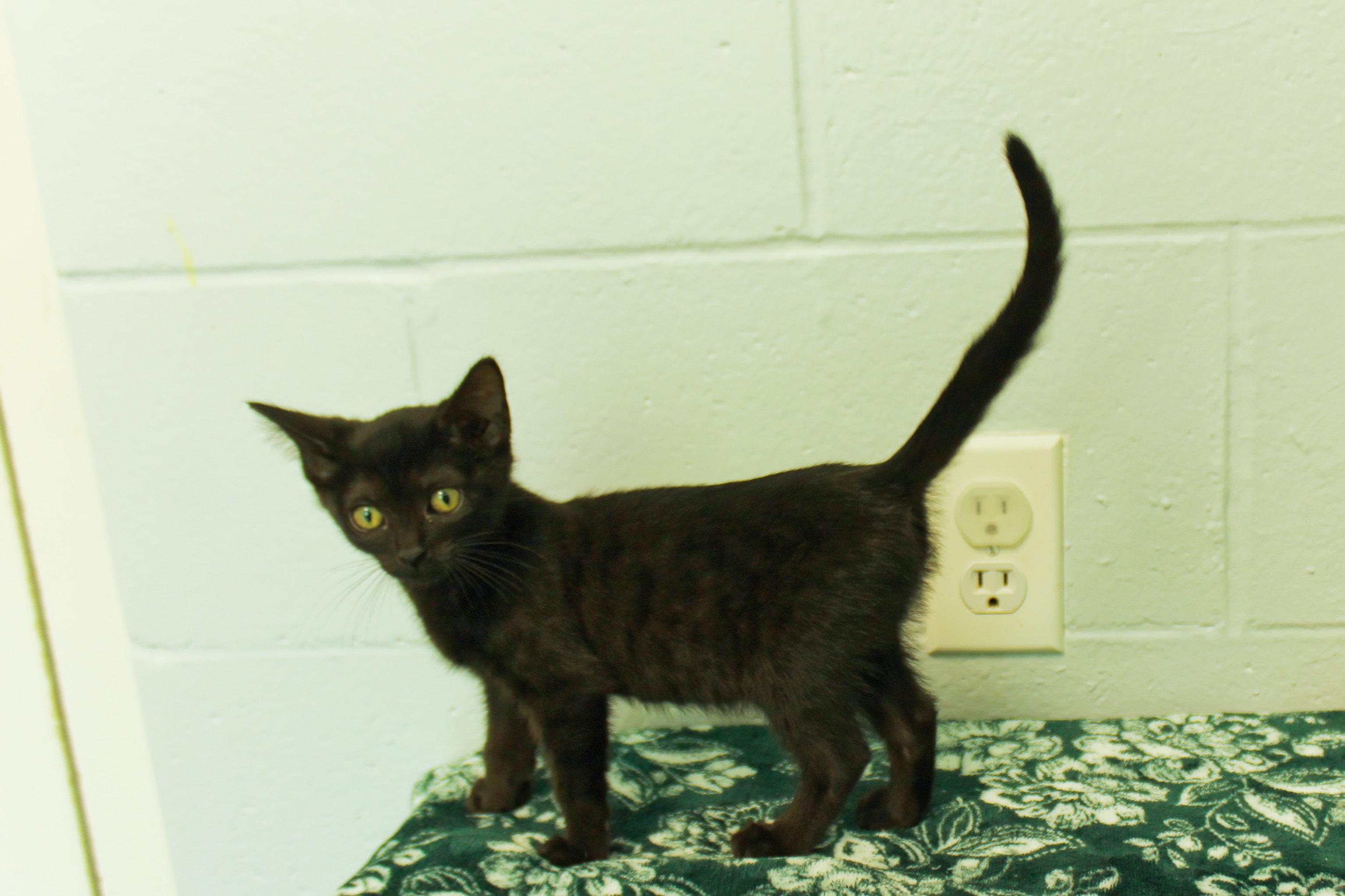 Sid, a Adoptable mixed breed in Urbana, OH image 5/6