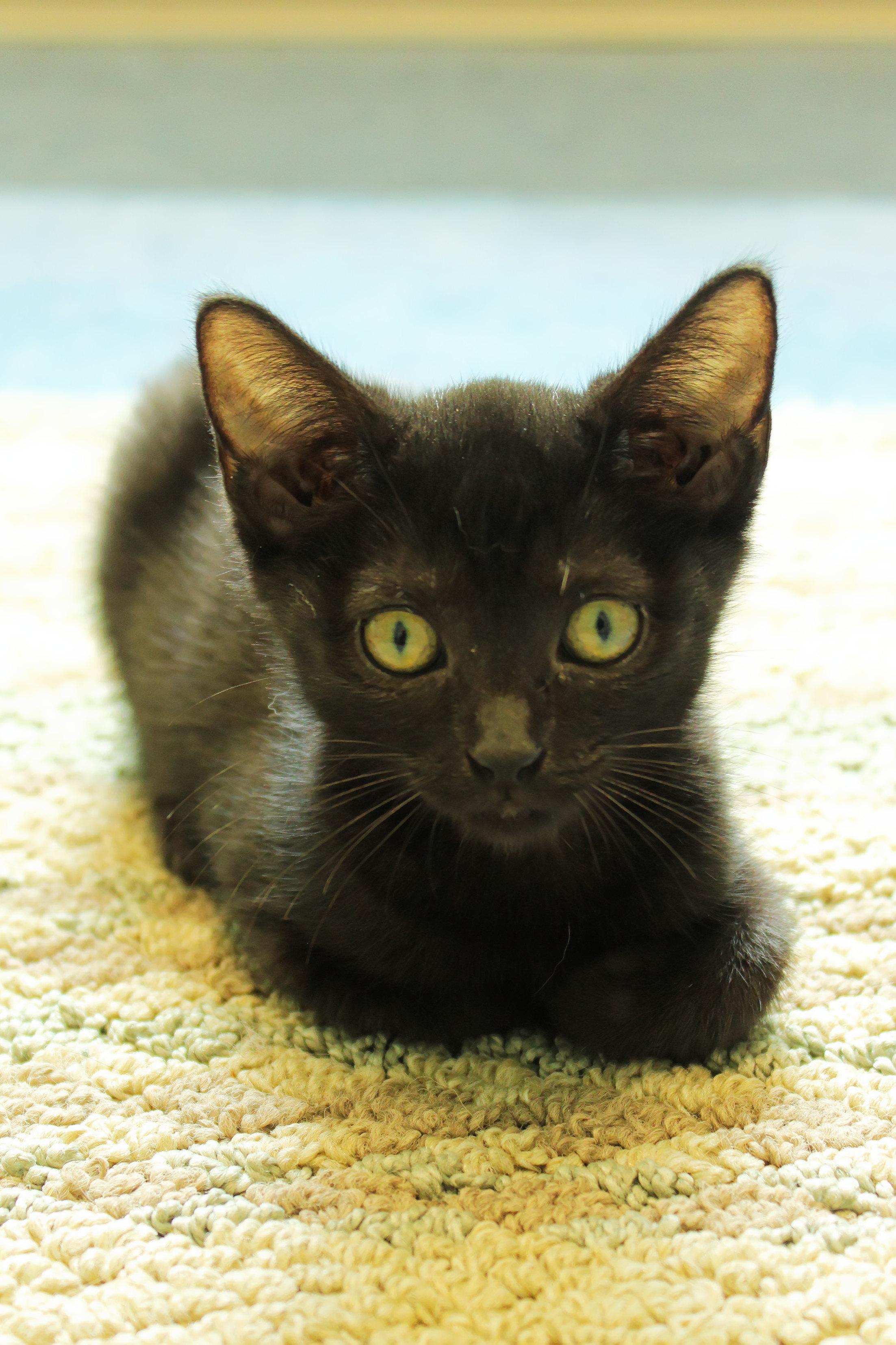 Sid, a Adoptable mixed breed in Urbana, OH image 2/6