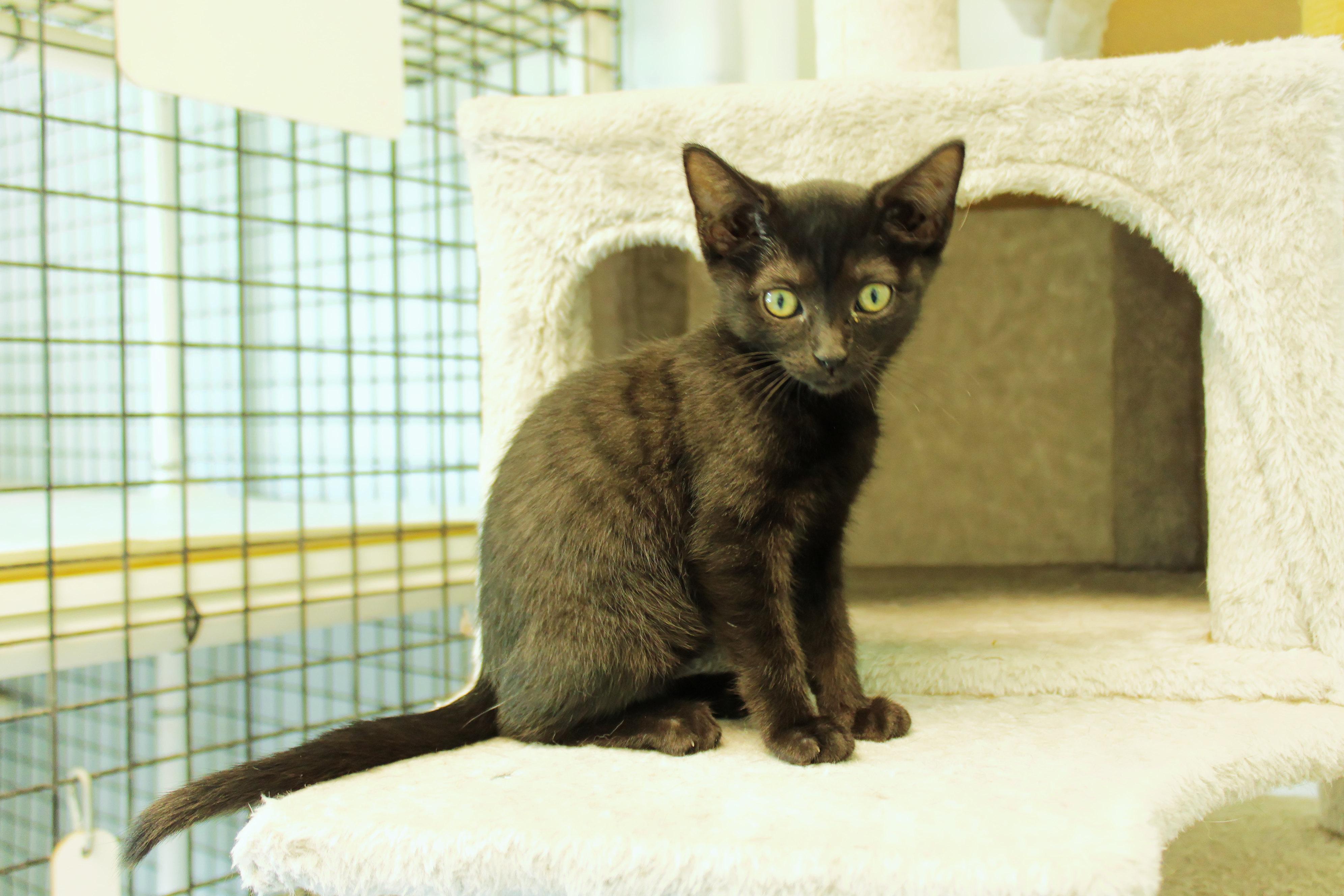 Sid, a Adoptable mixed breed in Urbana, OH image 3/6