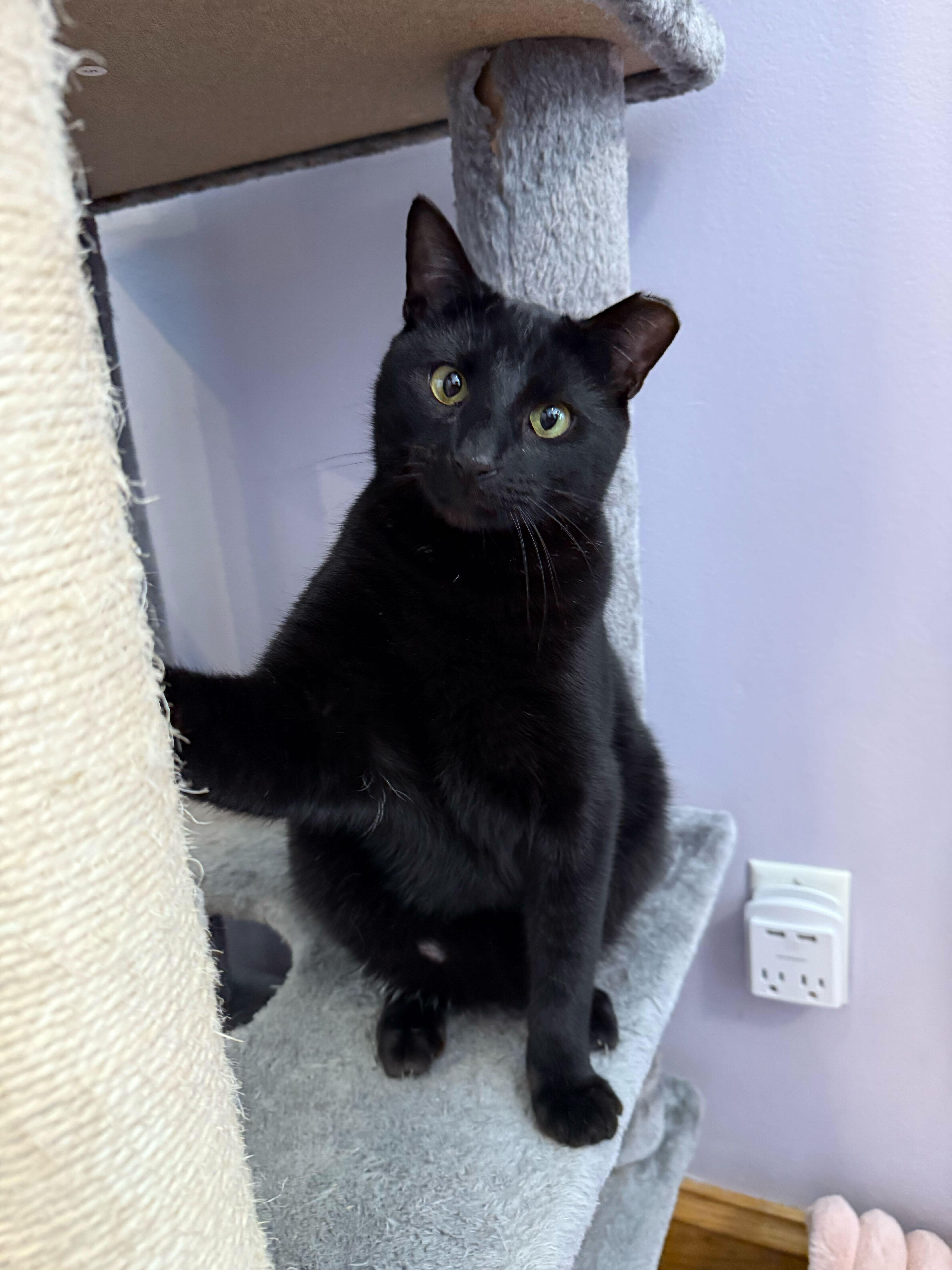 Squeakers (cat café)