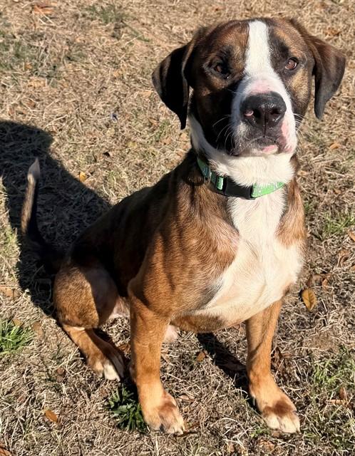 COLTRANE, Adoptable, Adult Male Mixed Breed & Mixed Breed.