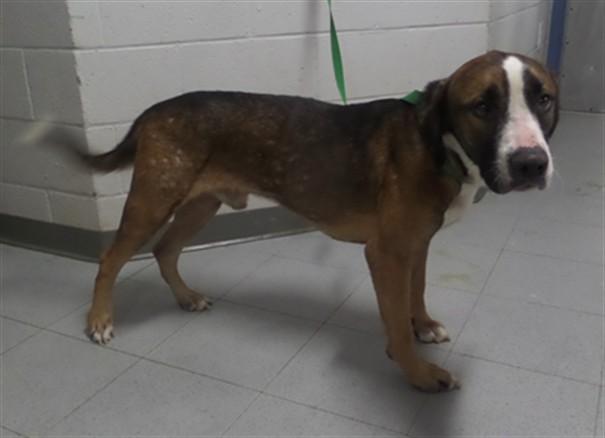 COLTRANE, Adoptable, Adult Male Mixed Breed & Mixed Breed.