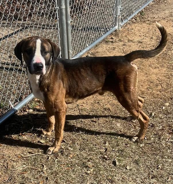 COLTRANE, Adoptable, Adult Male Mixed Breed & Mixed Breed.