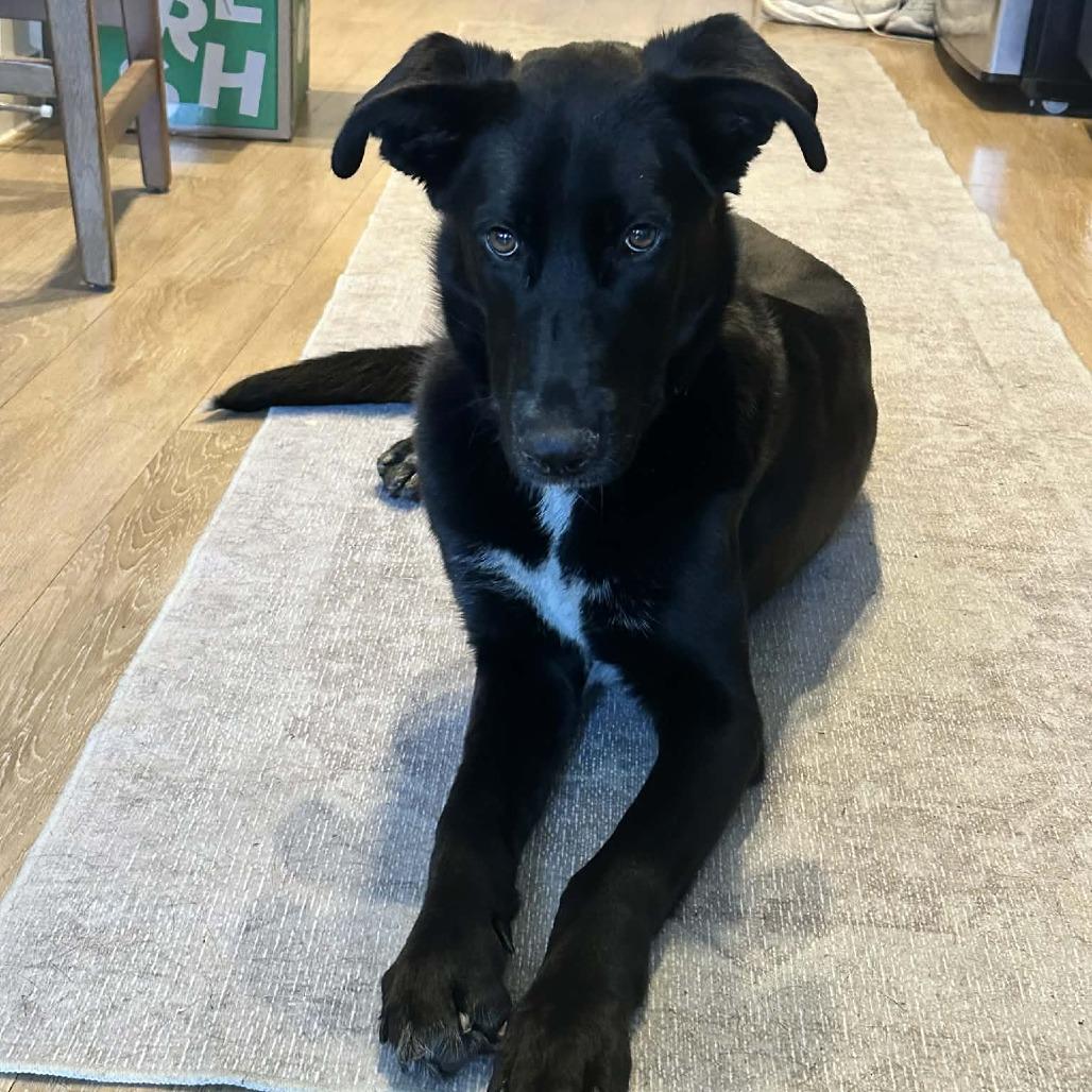 Enlarge Mary Winchester, an adopted mixed breed in Brattleboro, VT image 2/4