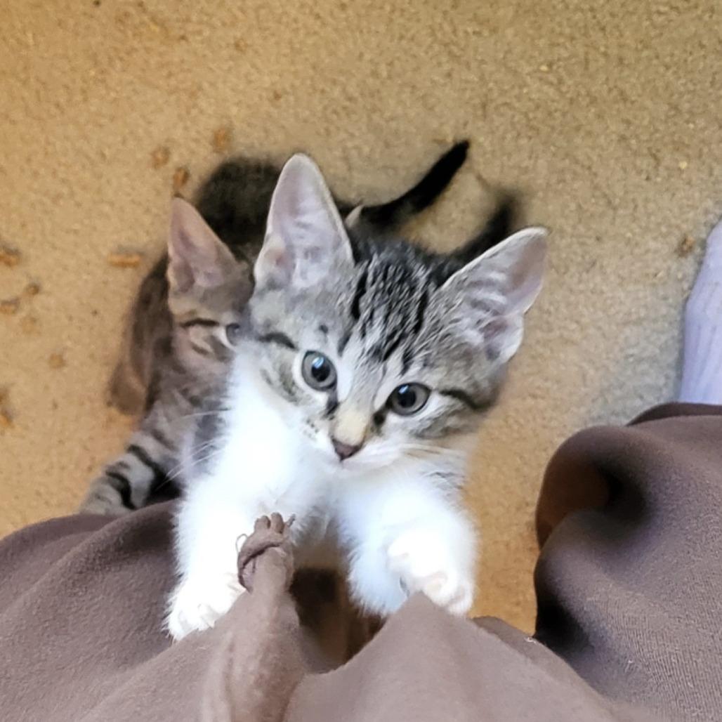 Havarti, Adoptable, Kitten Female Domestic Short Hair.