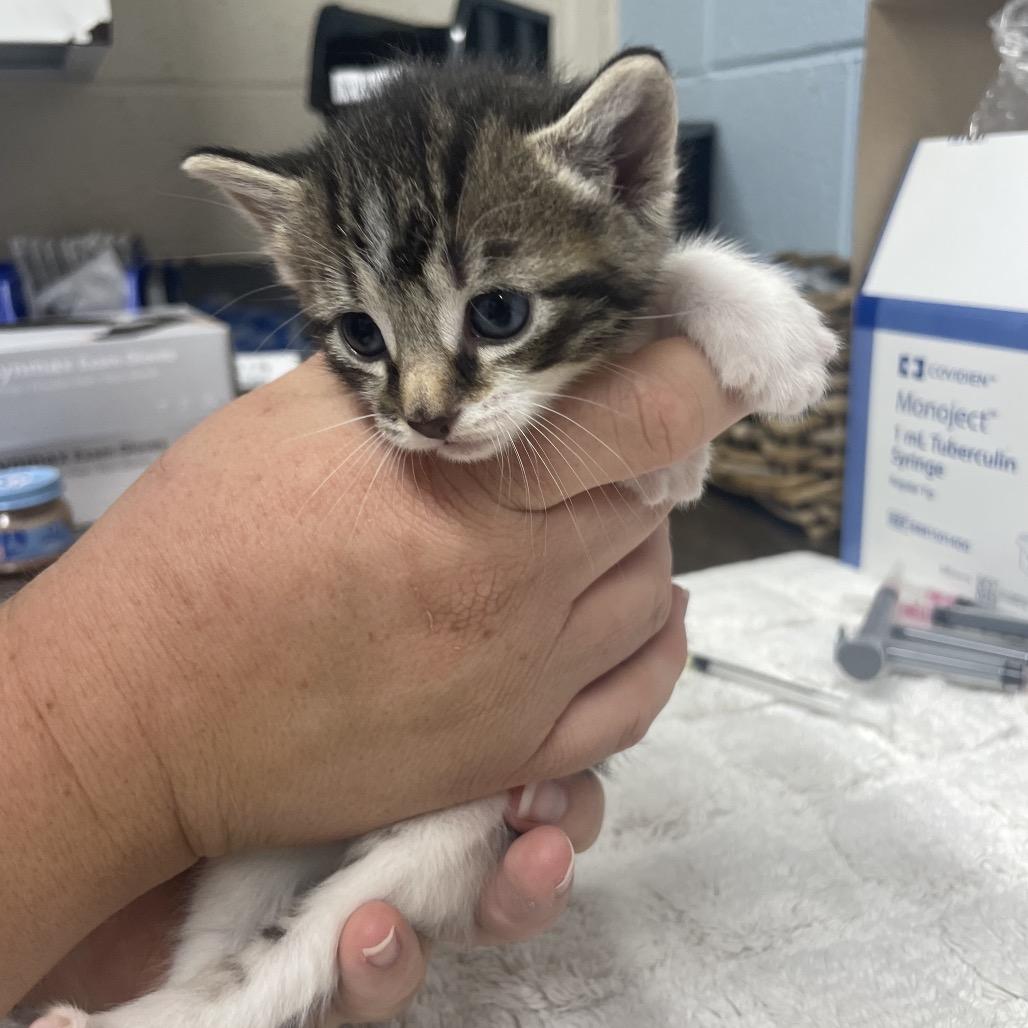 Enlarge Havarti, a Adoptable Domestic Short Hair in Ridgely, MD image 2/2