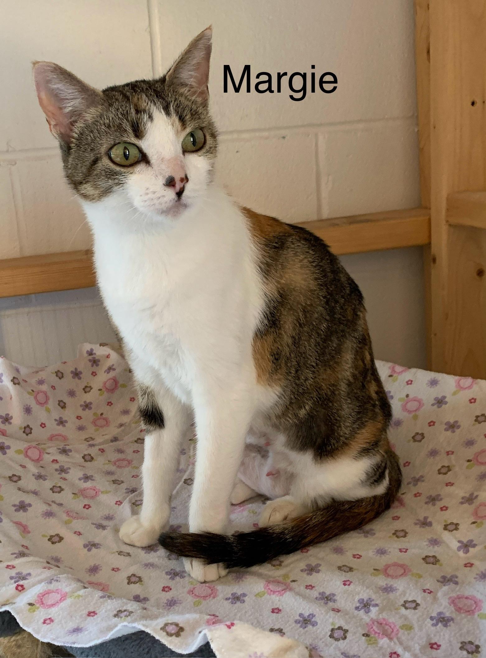 Enlarge Margie, a Adoptable Domestic Short Hair in Saint Charles, MO image 2/3