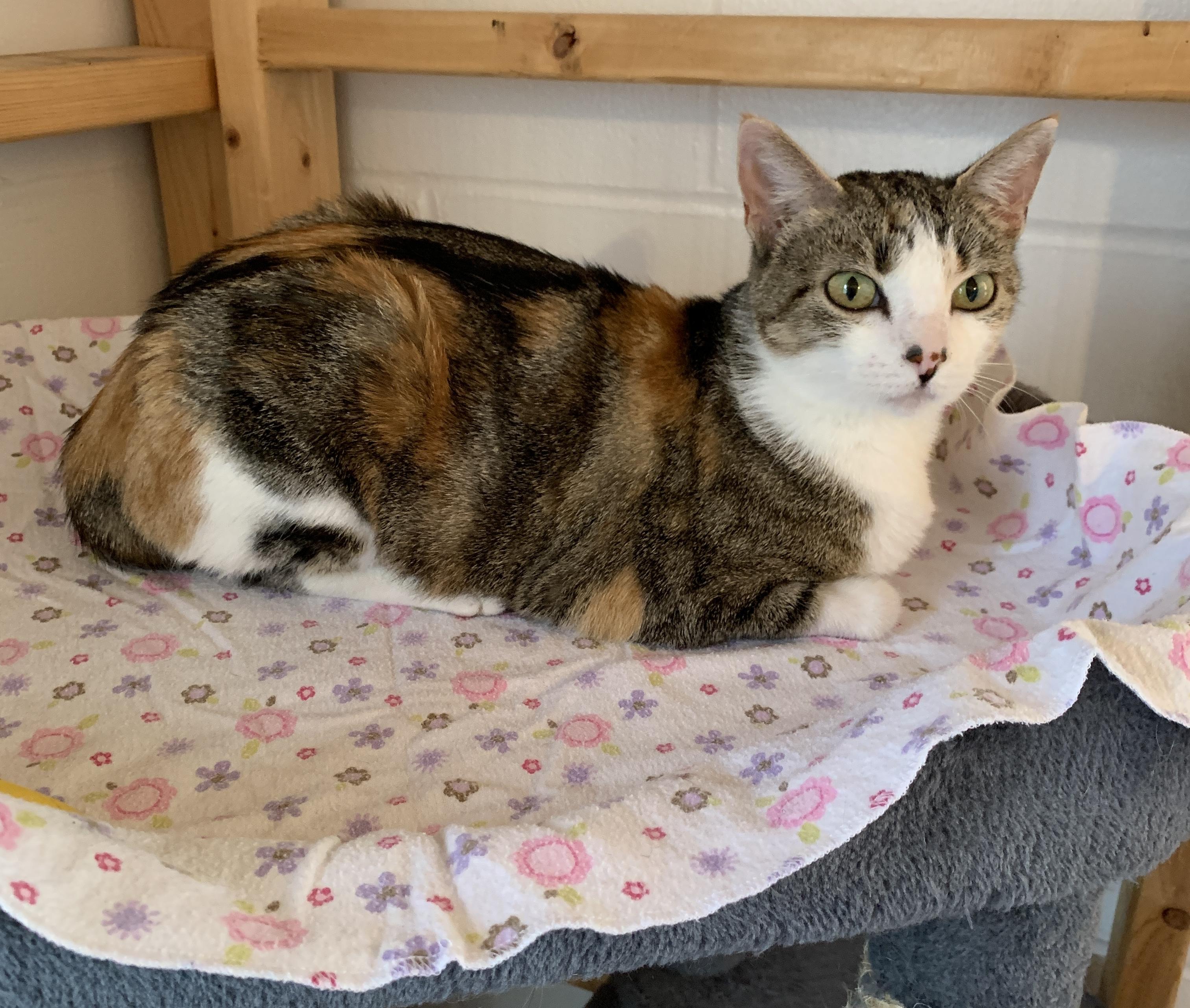 Enlarge Margie, a Adoptable Domestic Short Hair in Saint Charles, MO image 1/3