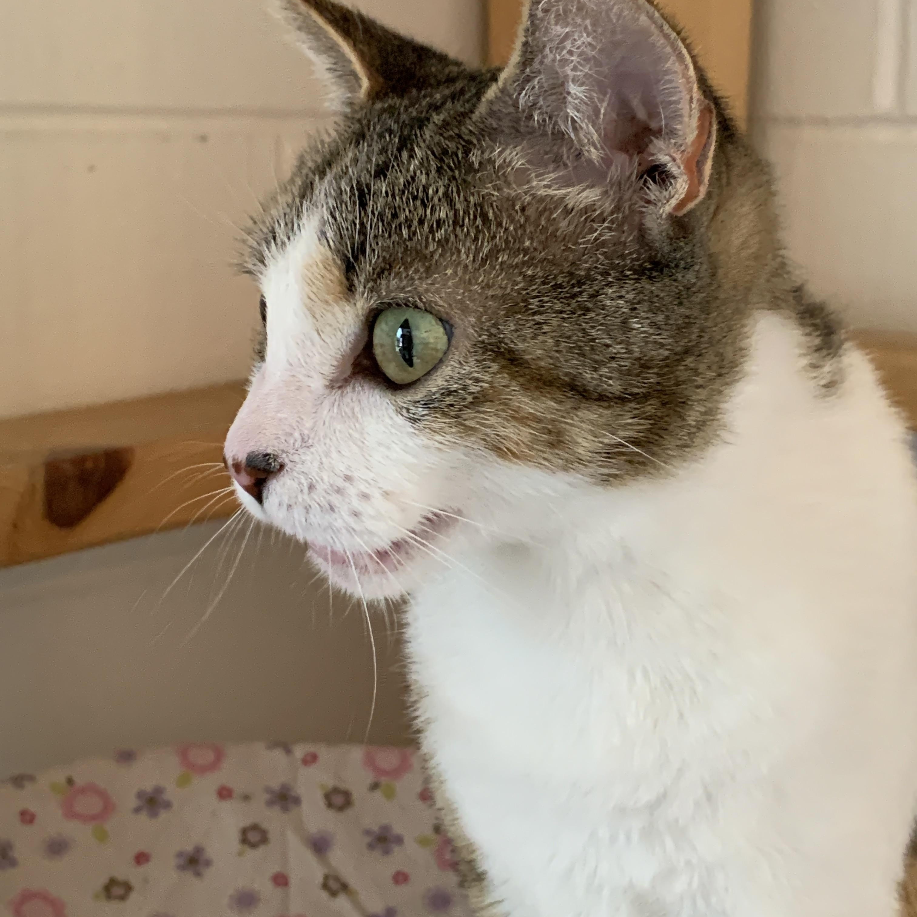 Enlarge Margie, a Adoptable Domestic Short Hair in Saint Charles, MO image 3/3