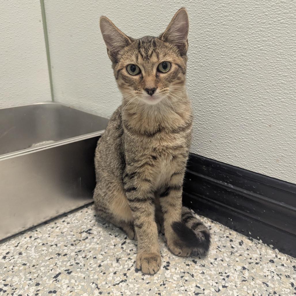 He-Man, Adoptable, Kitten Male Domestic Short Hair.