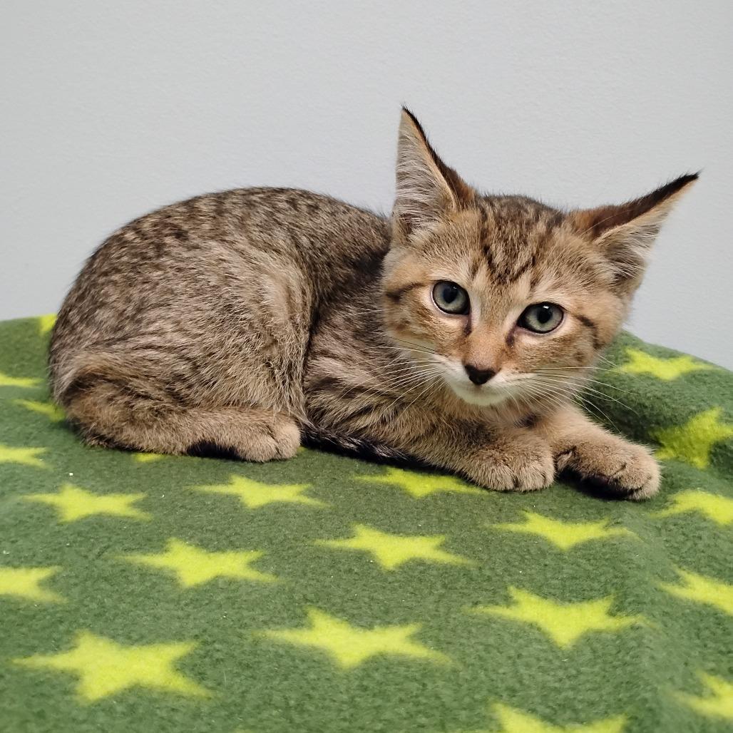 Enlarge He-Man, a Adoptable Domestic Short Hair in Winchester, TN image 1/1