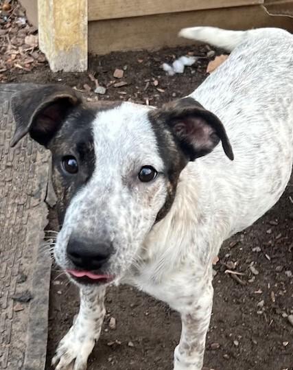 Pup Rosie thumbnail 2