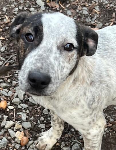 Pup Rosie thumbnail 3