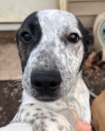 Pup Rosie thumbnail 4