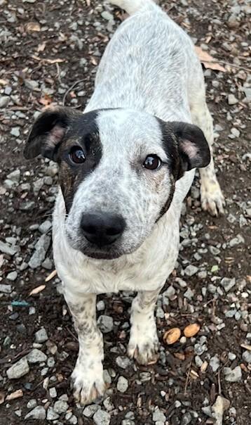 Pup Rosie thumbnail 5