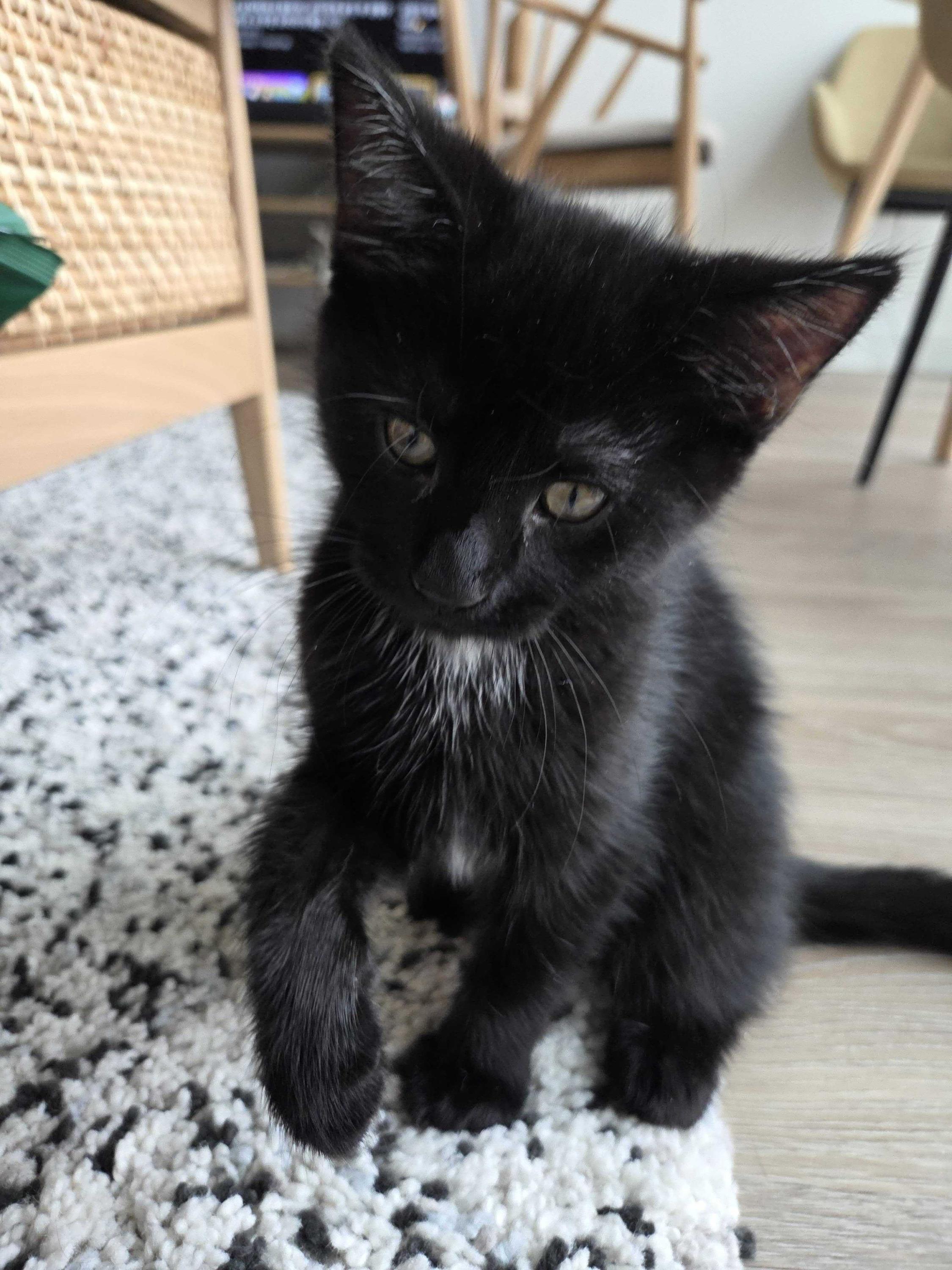 Red Velvet Cake (Bonded with Marble Cake), an adopted Domestic Short Hair in Long Island City, NY image 3/3