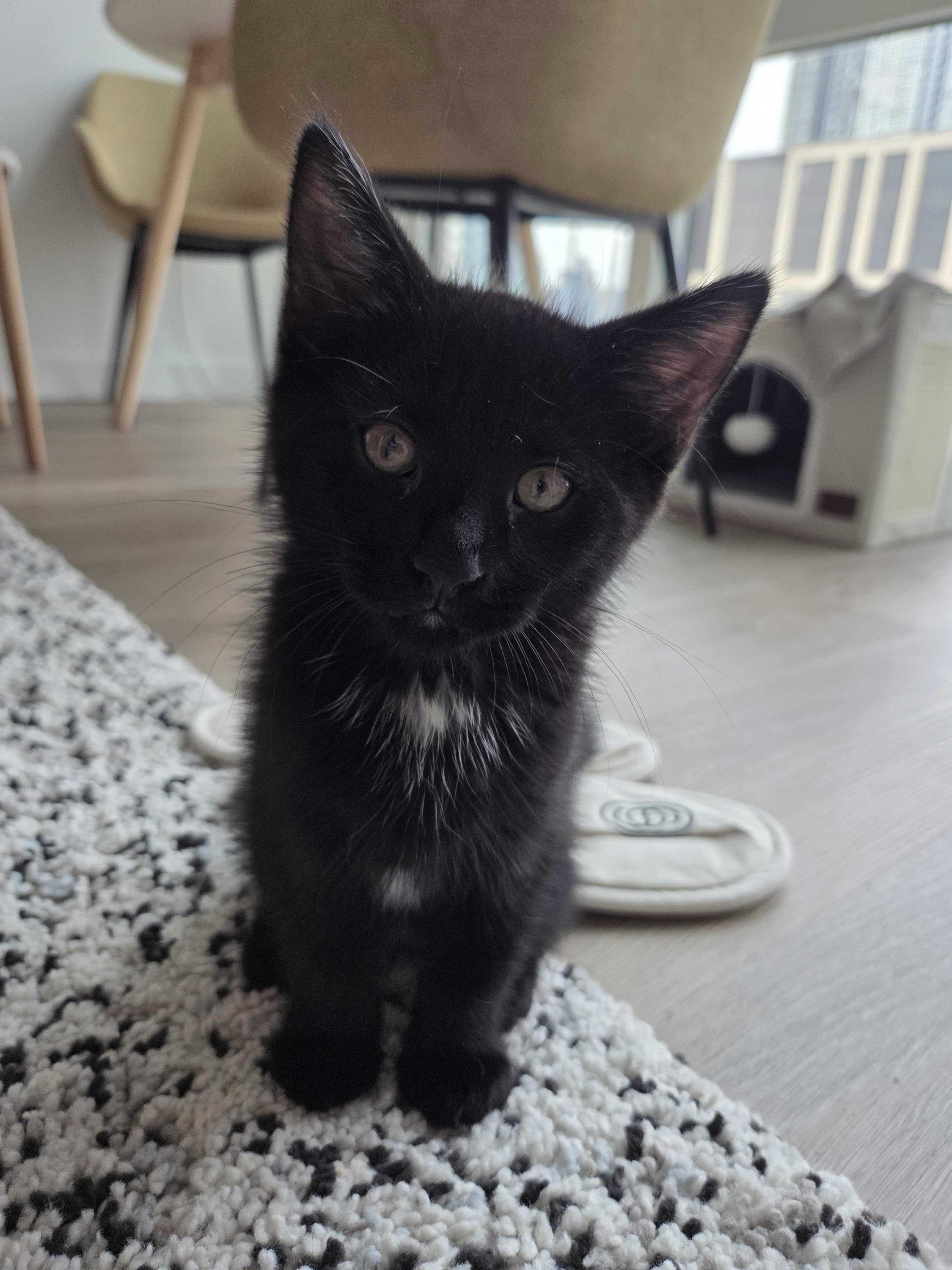 Red Velvet Cake (Bonded with Marble Cake), an adopted Domestic Short Hair in Long Island City, NY image 2/3