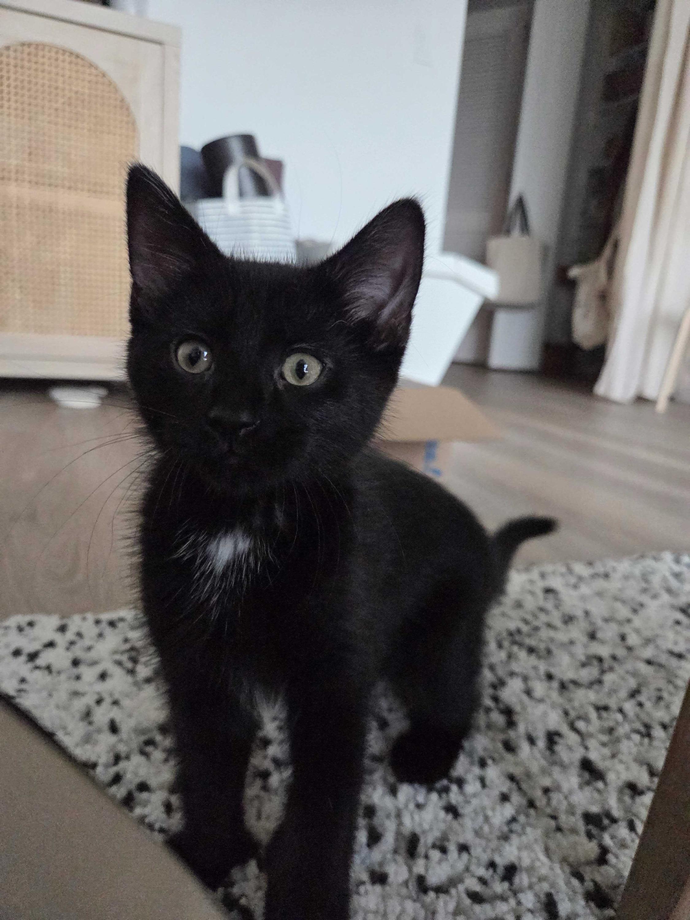 Red Velvet Cake (Bonded with Marble Cake), an adopted Domestic Short Hair in Long Island City, NY image 1/3