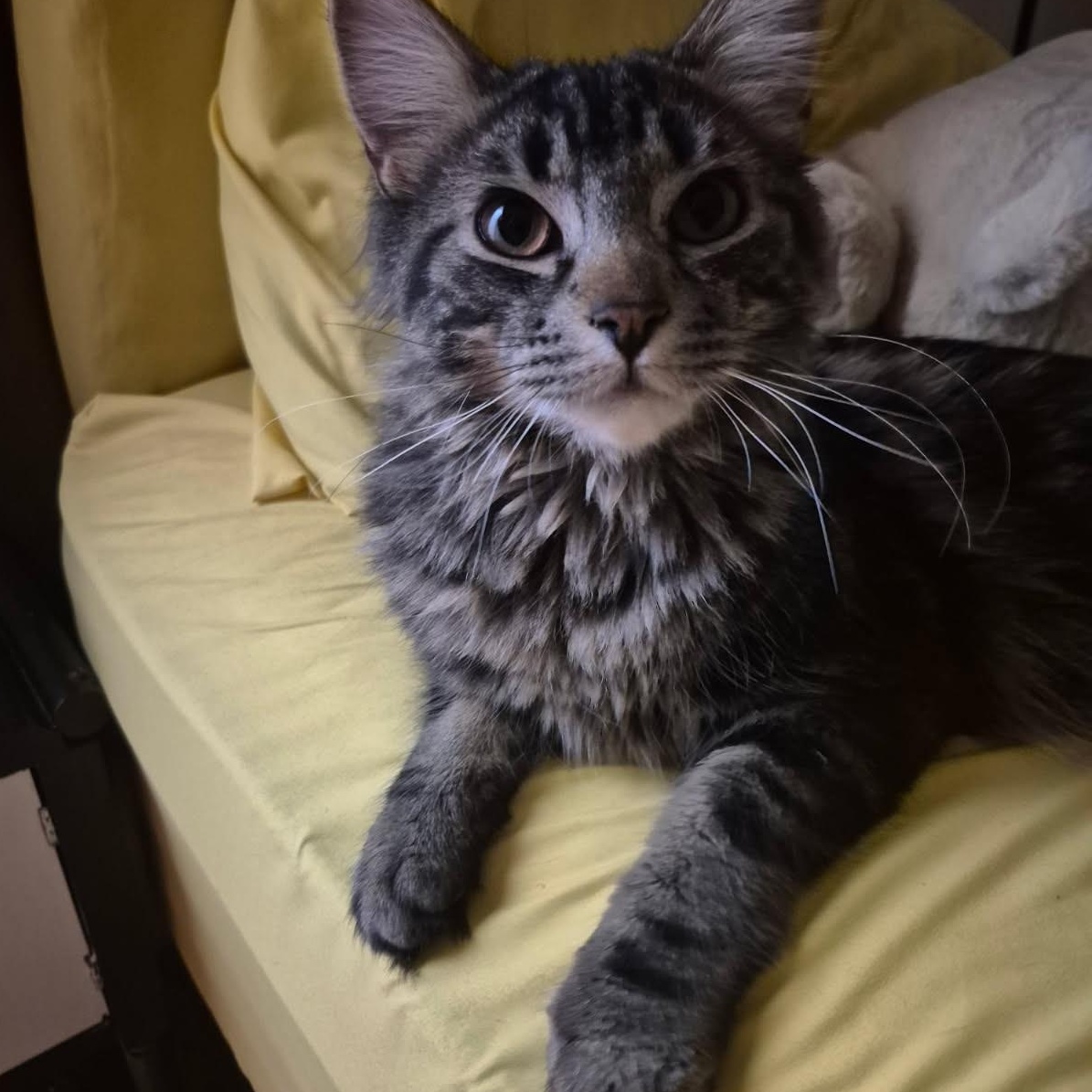 Enlarge Myles & Maple (bonded), a Adopted Domestic Long Hair in DeWitt, NY image 2/3