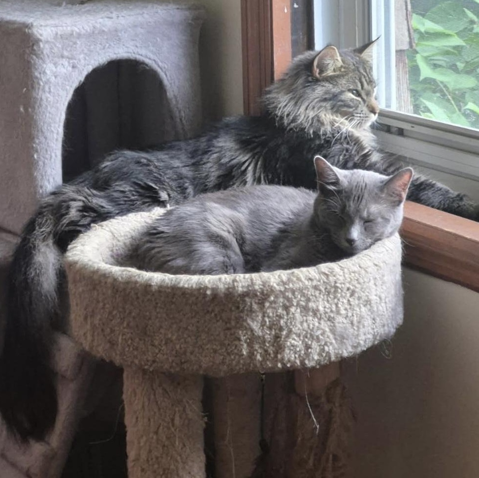 Myles & Maple (bonded), Adoptable, Young Male Domestic Long Hair.