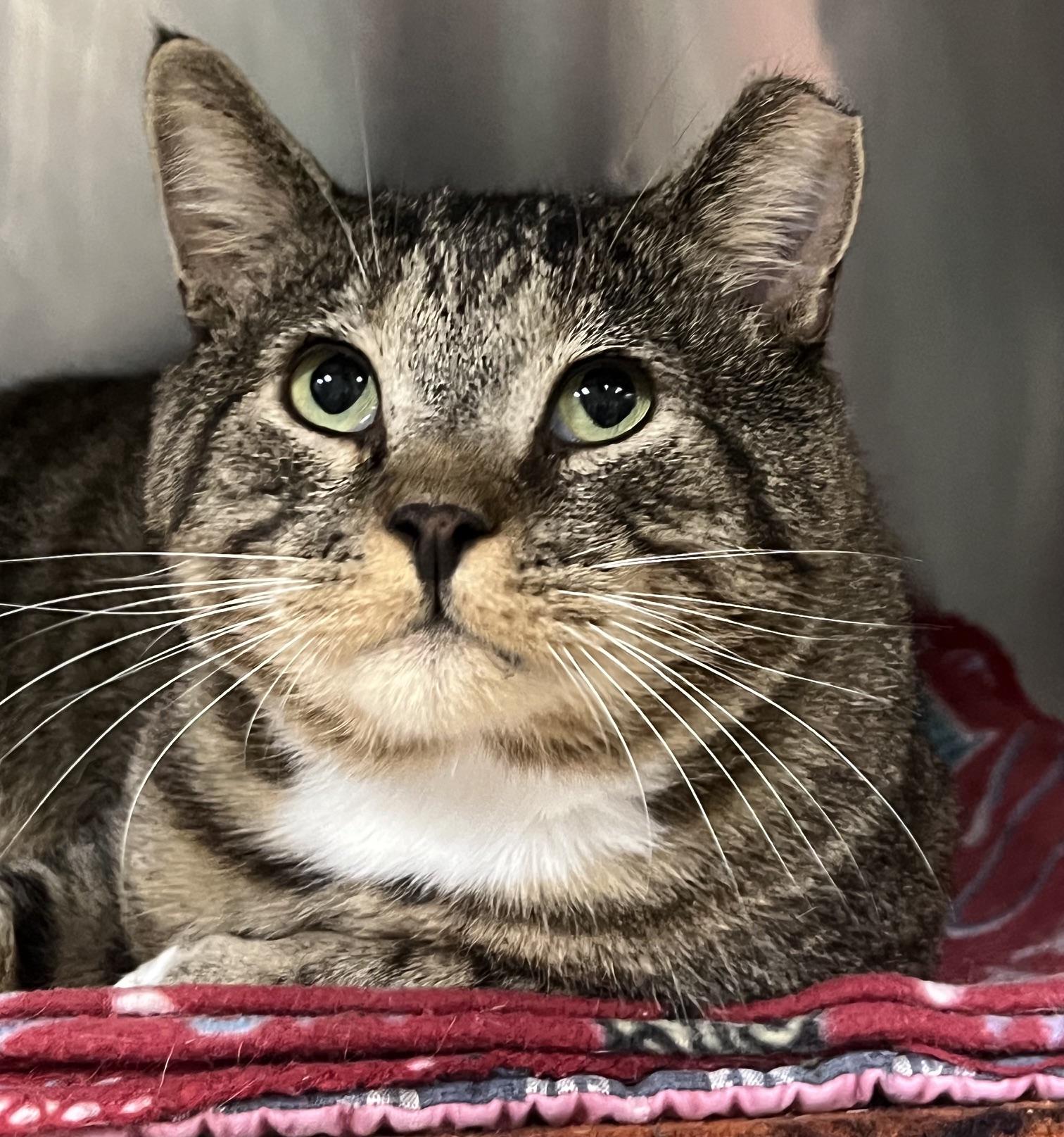 Enlarge Mack, a Adopted Domestic Short Hair in Johnston, RI image 1/6
