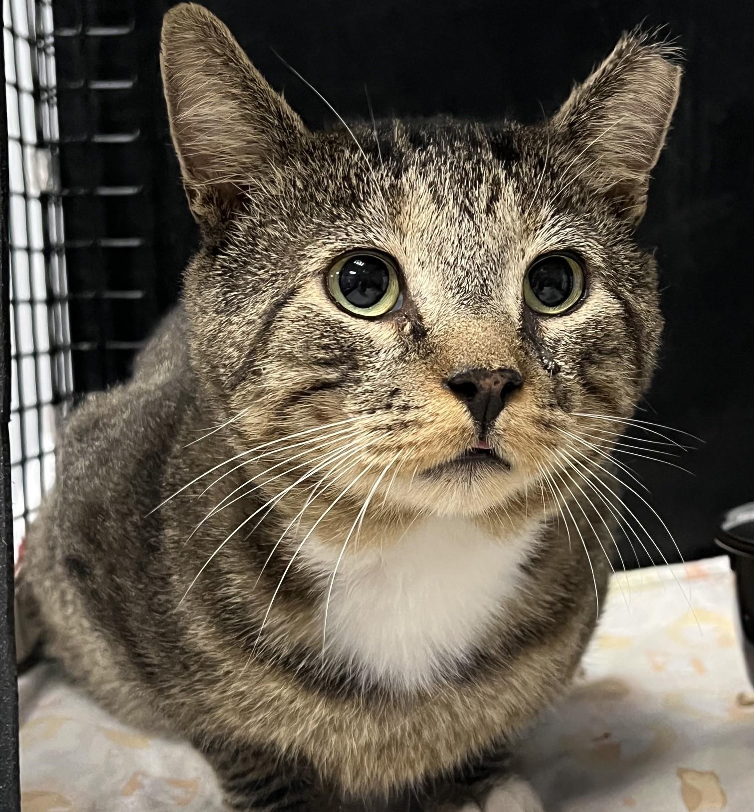 Enlarge Mack, a Adopted Domestic Short Hair in Johnston, RI image 3/6