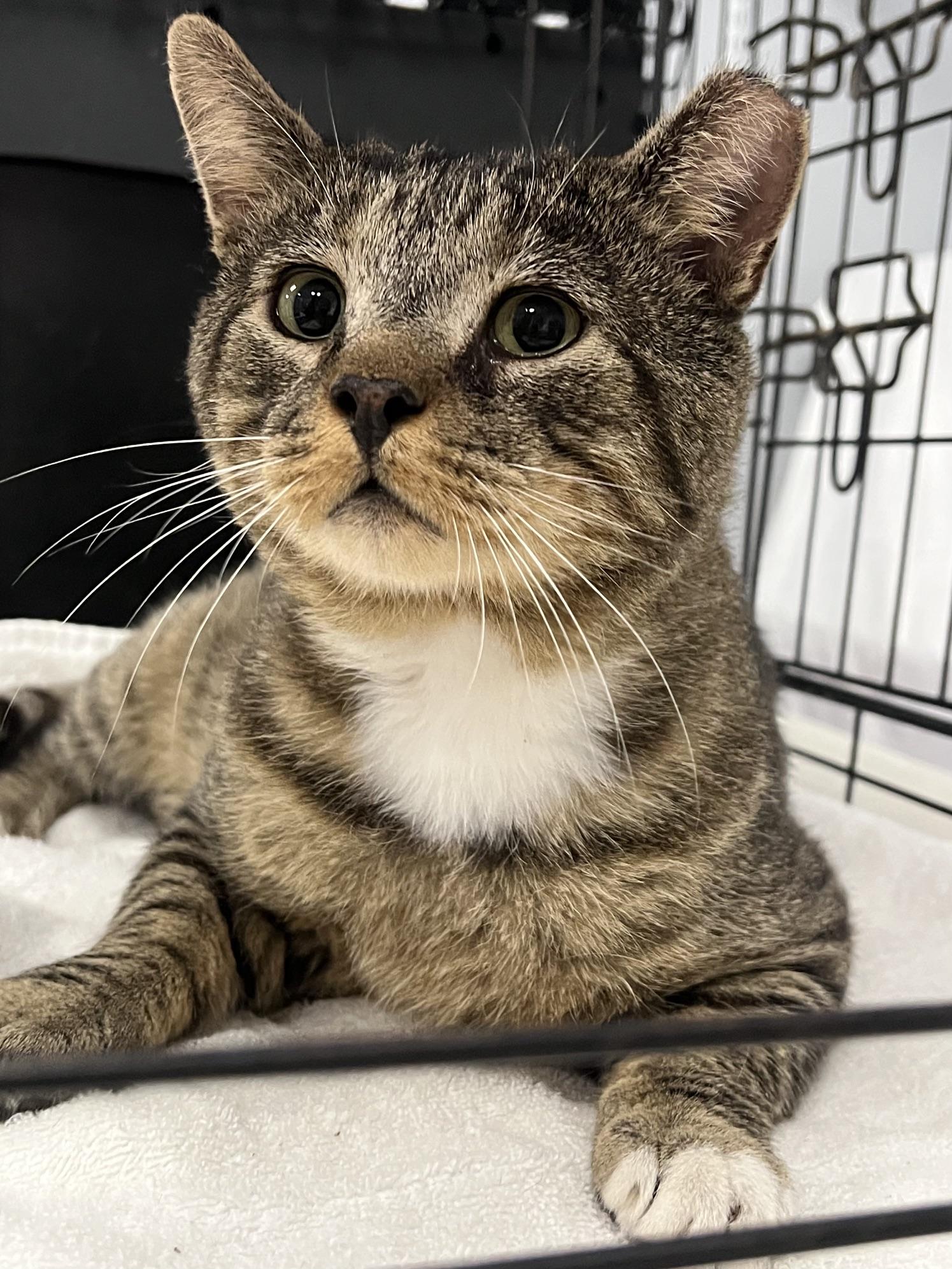 Enlarge Mack, a Adopted Domestic Short Hair in Johnston, RI image 6/6
