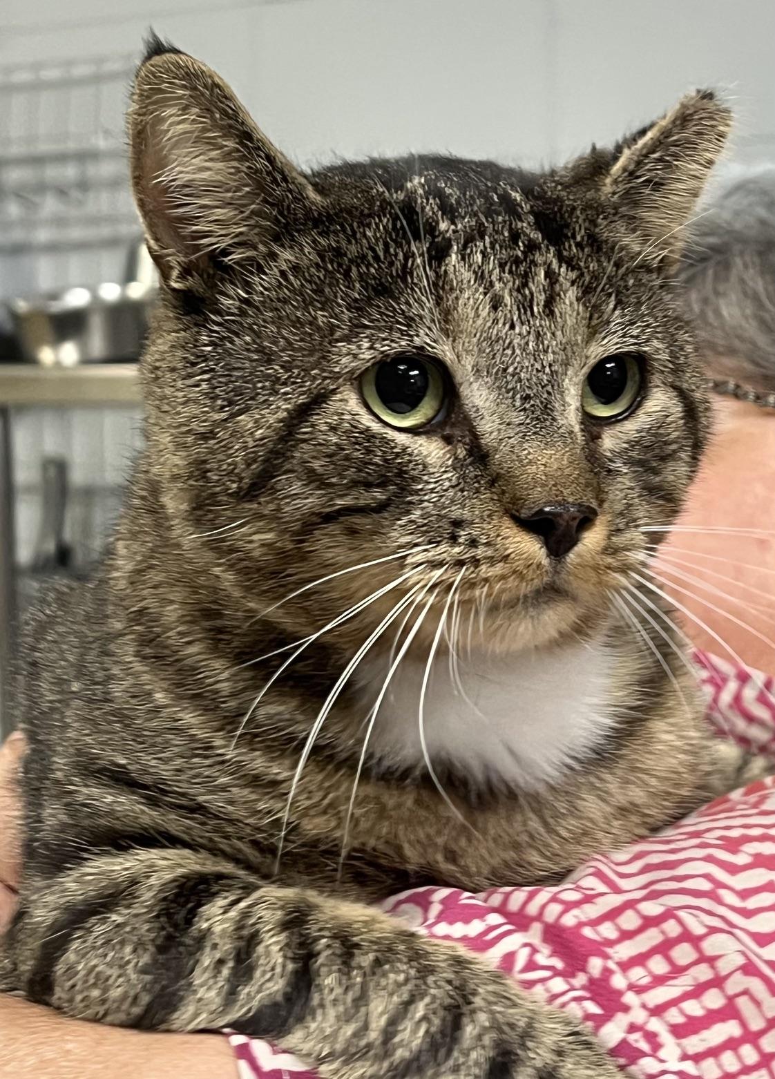 Enlarge Mack, a Adopted Domestic Short Hair in Johnston, RI image 2/6