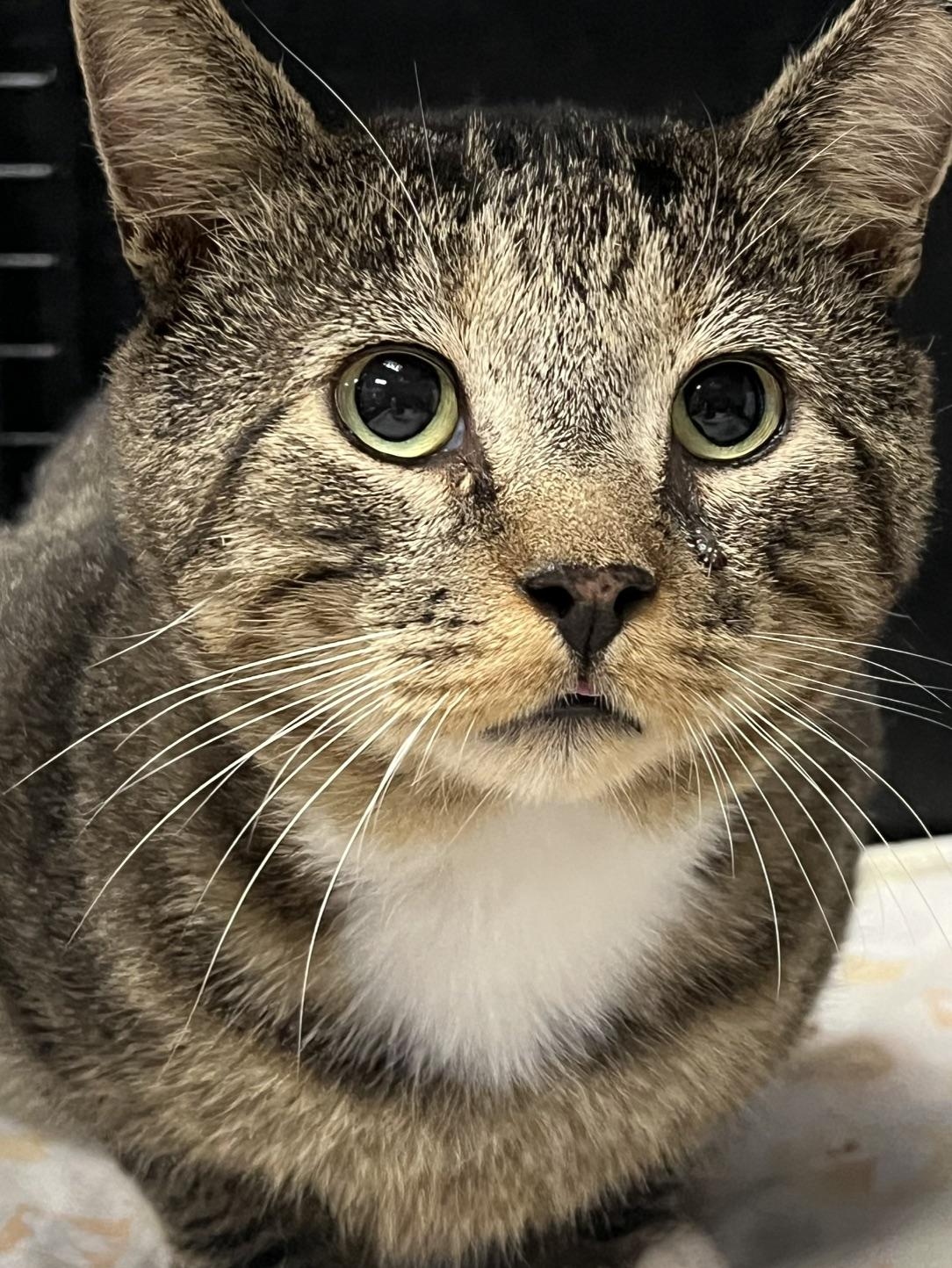 Enlarge Mack, a Adopted Domestic Short Hair in Johnston, RI image 5/6