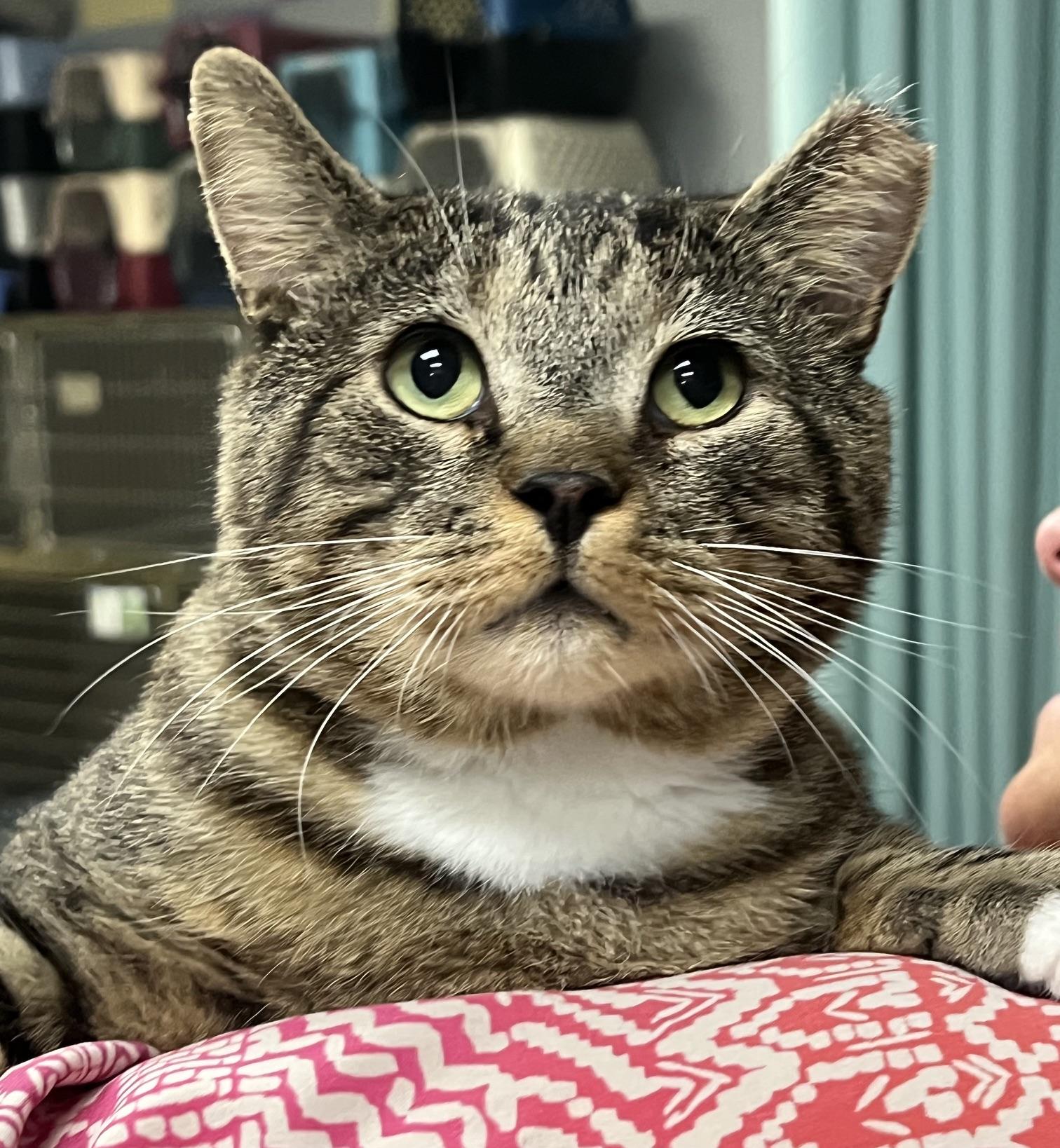 Enlarge Mack, a Adopted Domestic Short Hair in Johnston, RI image 4/6