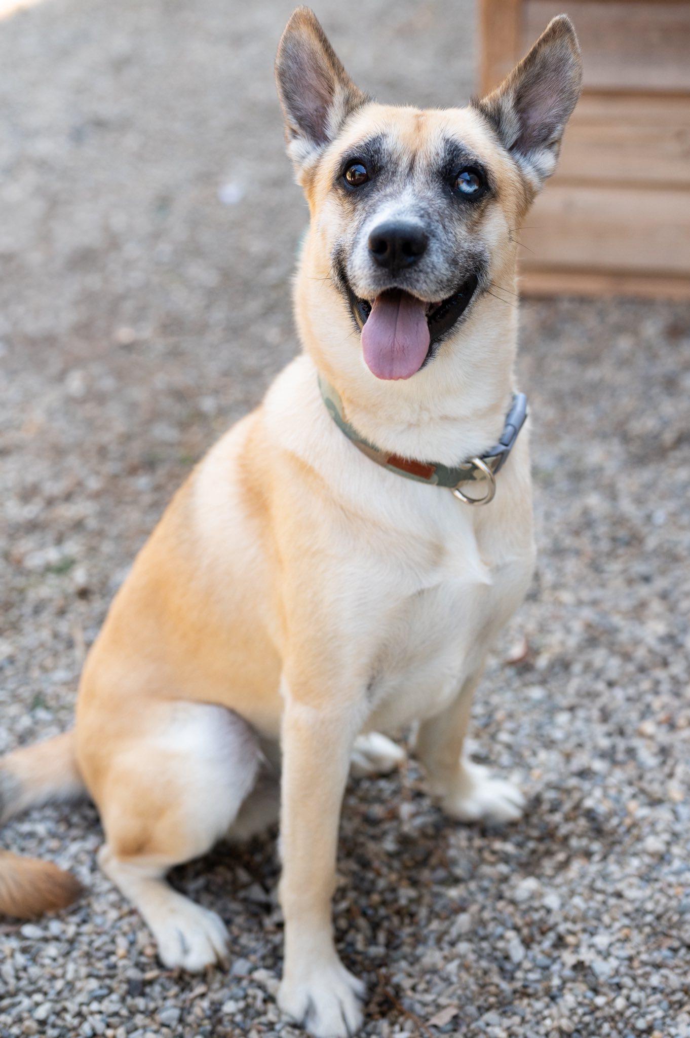 Enlarge Drake, a Adoptable mixed breed in Indianapolis, IN image 1/6