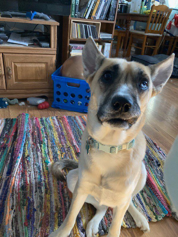 Enlarge Drake, a Adoptable mixed breed in Indianapolis, IN image 4/6